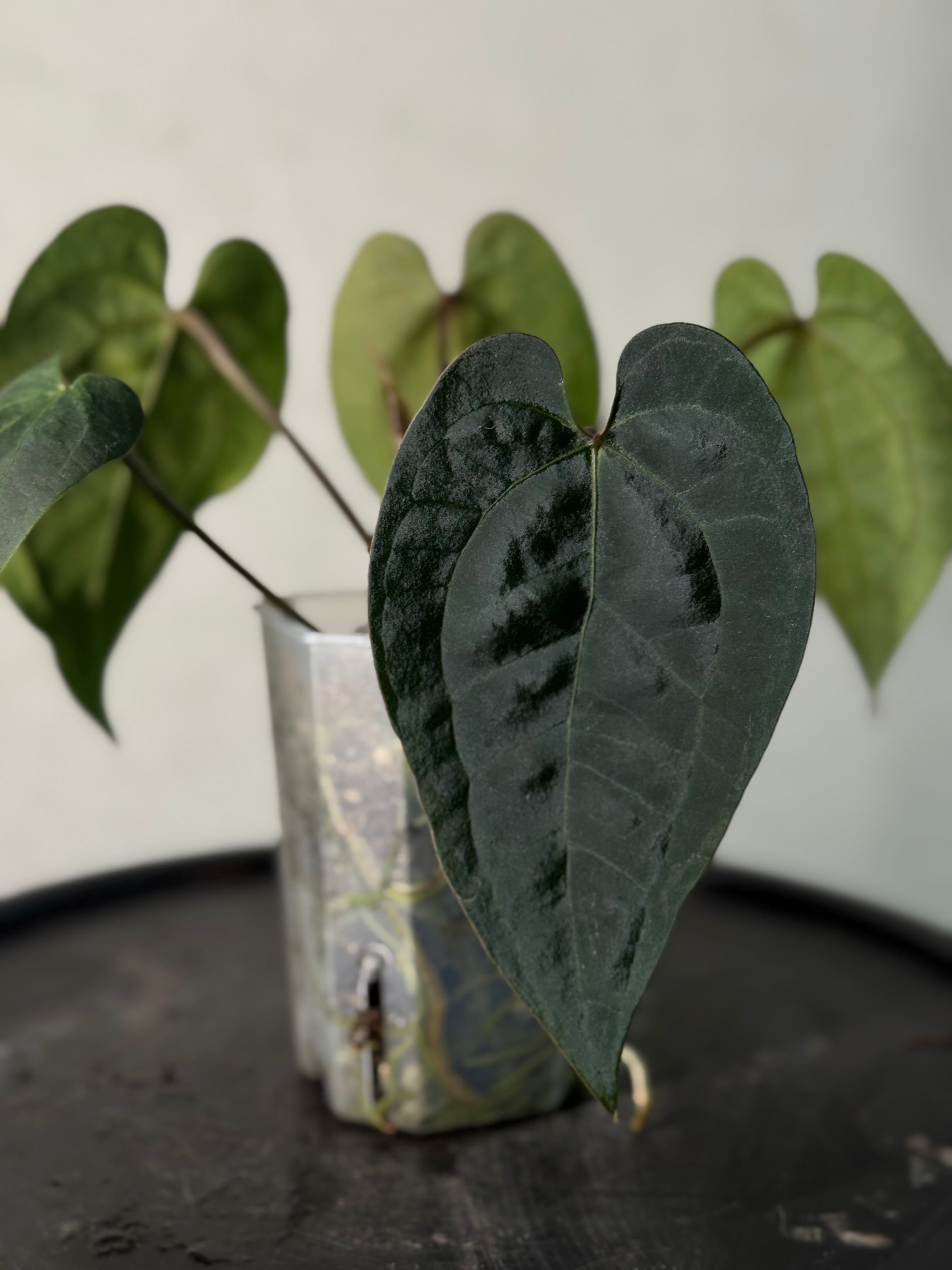 Anthurium Ace Of Spades Dark Form F1 (SKG)