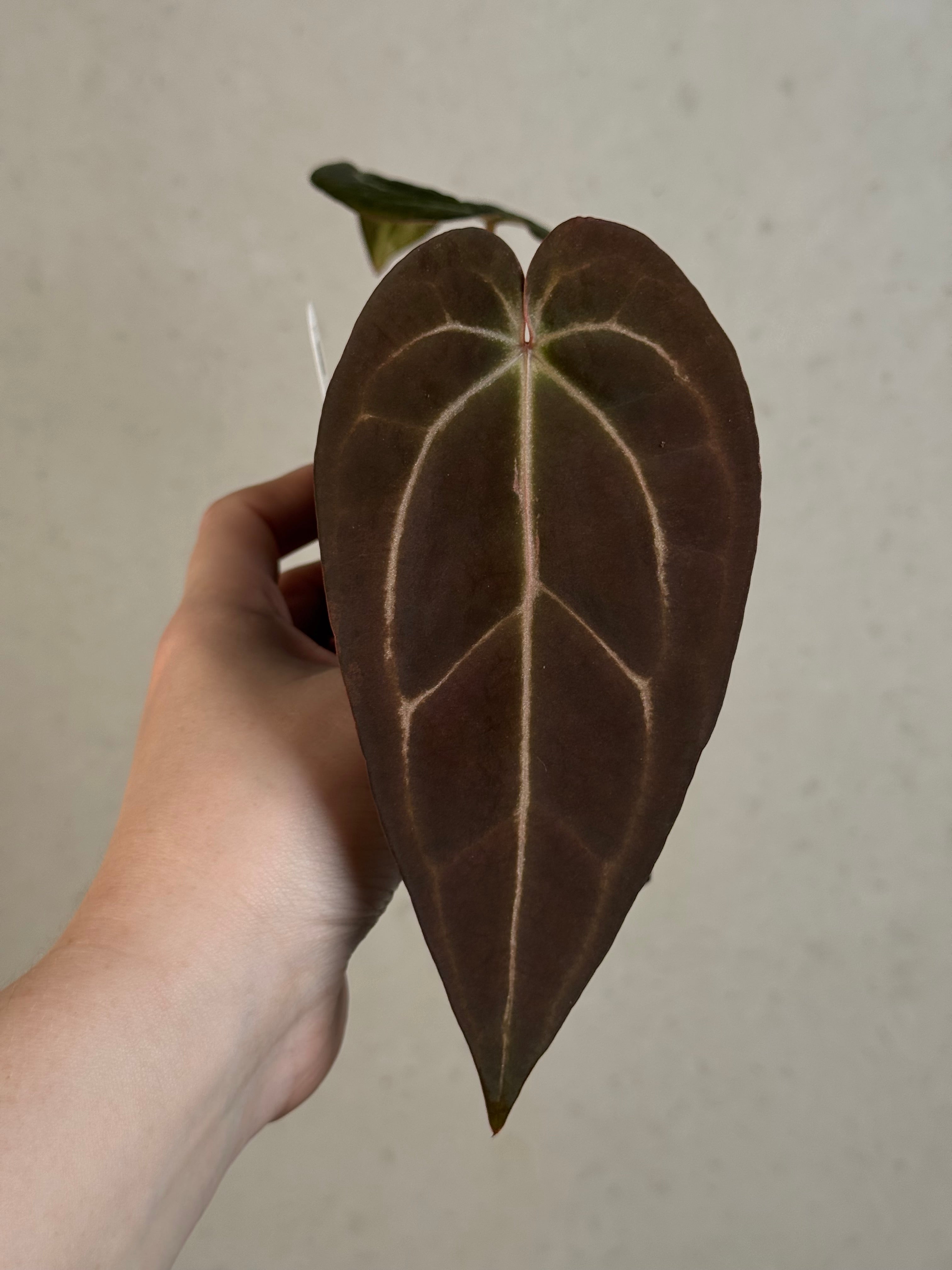 Anthurium Black Widow '13' x Red Velvet Cake ‘24’ - Clone - Pre-order