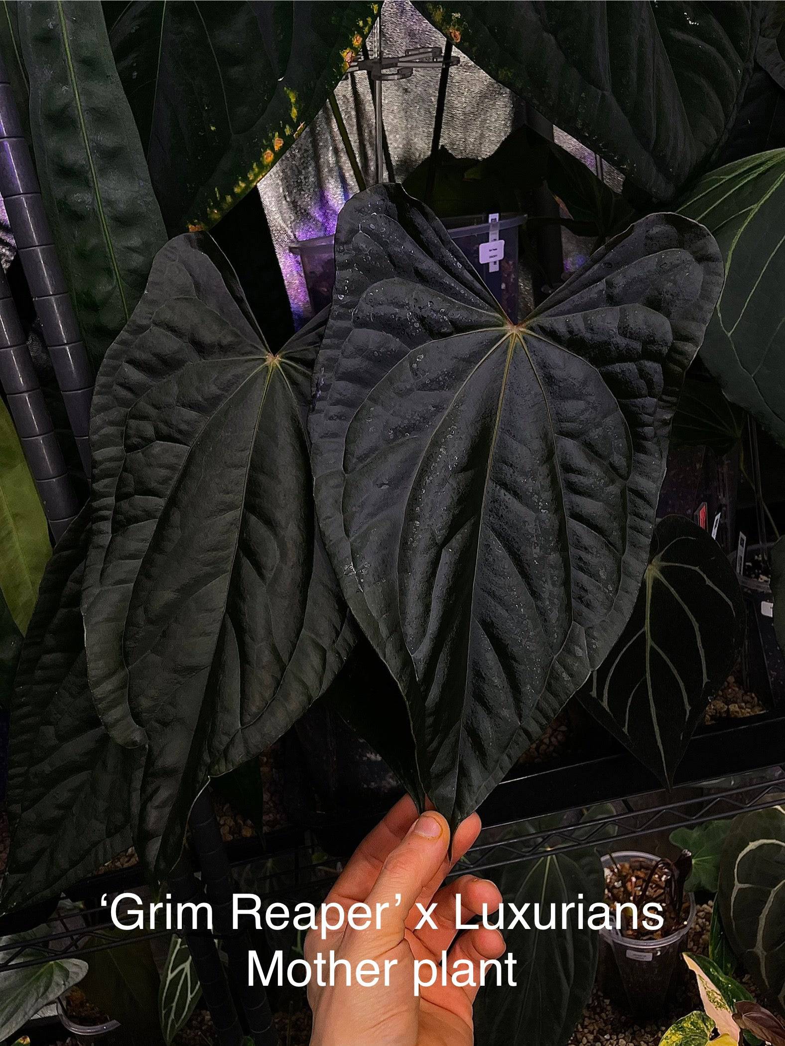 Anthurium - Various plants - SMUKHI