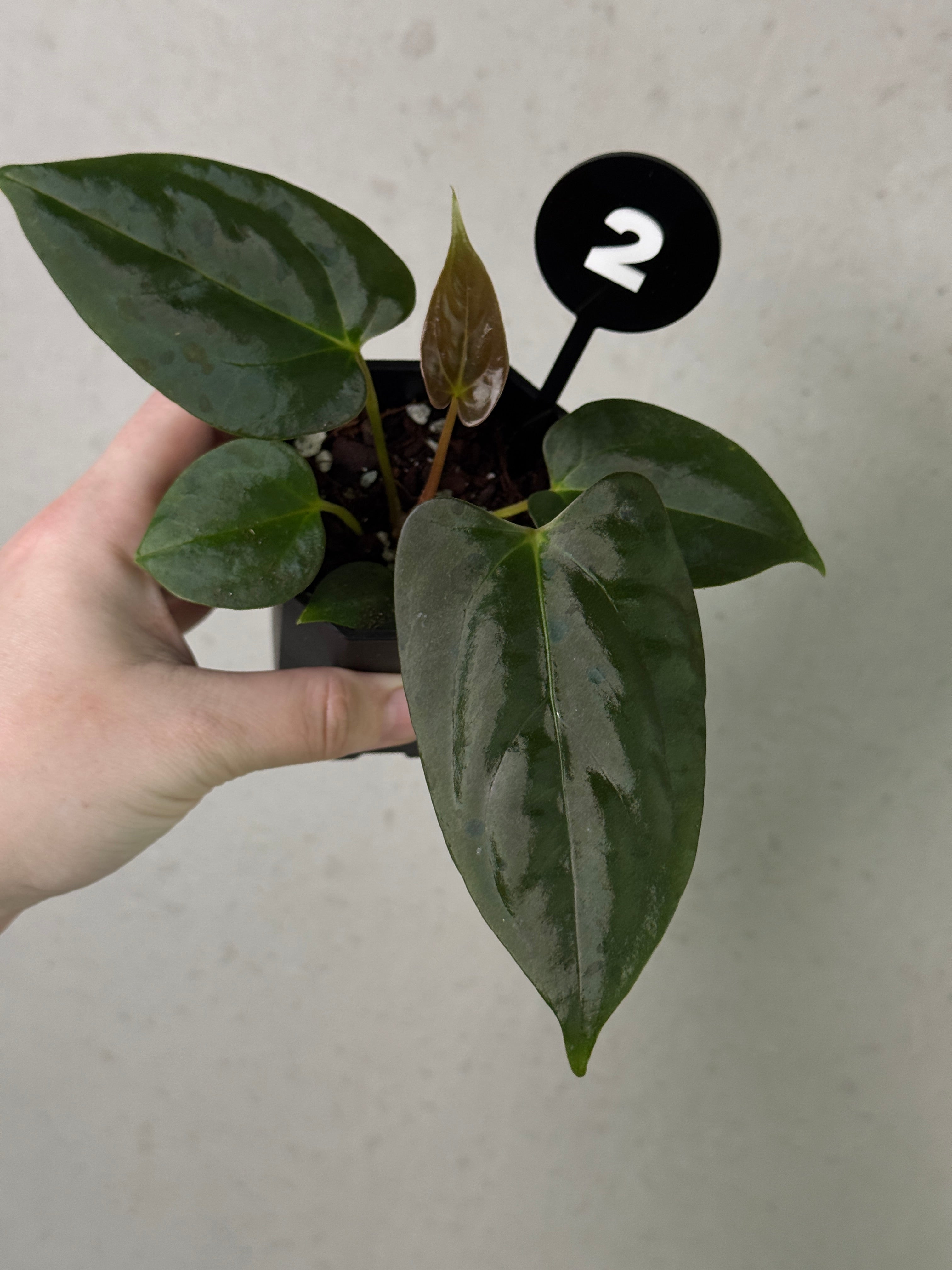 anthurium marie plant Anthurium (Papillilaminum 'Marie' x 'IL') x Indo Portillae or self