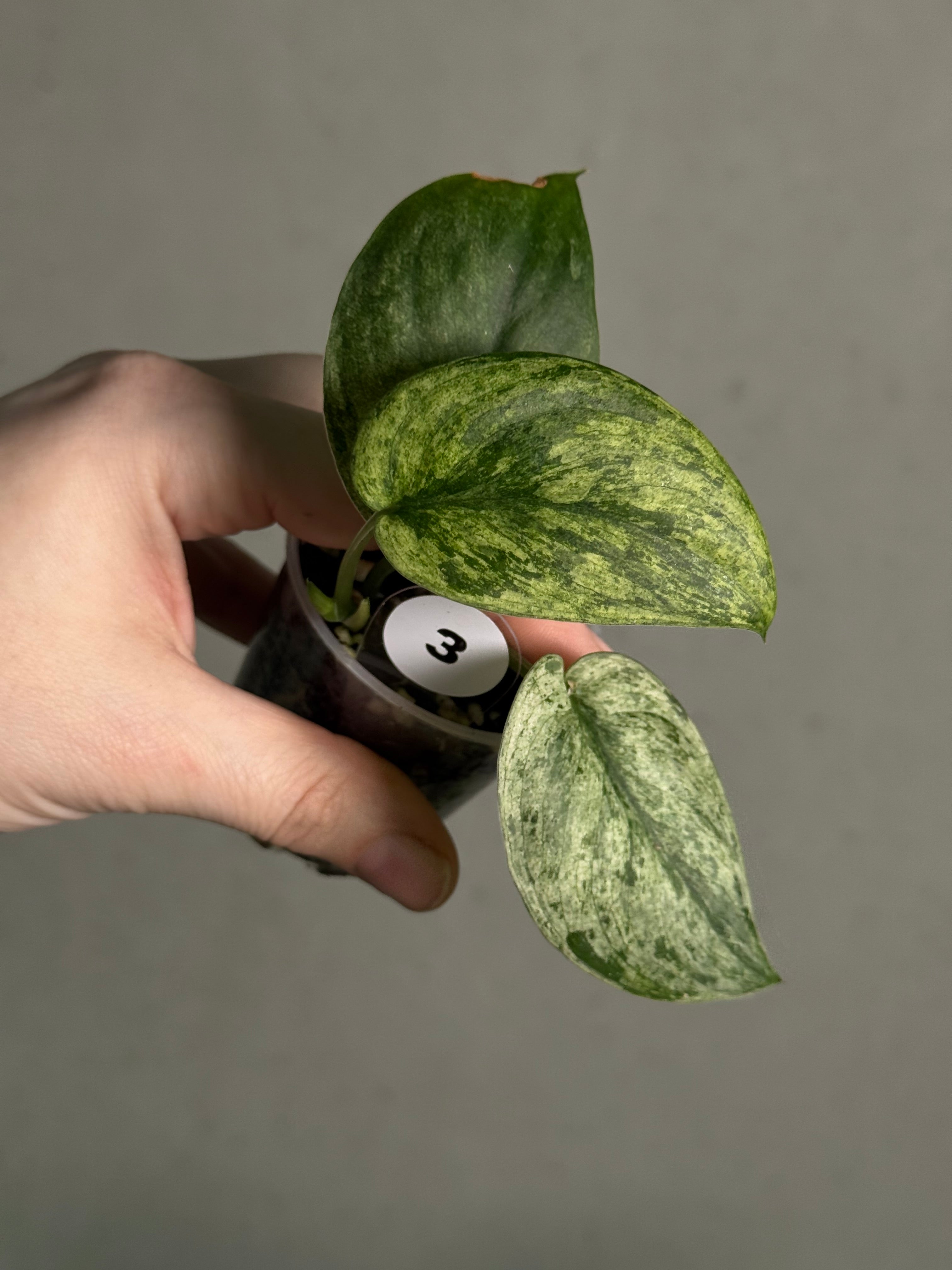 Scindapsus - Mix - SMUKHI