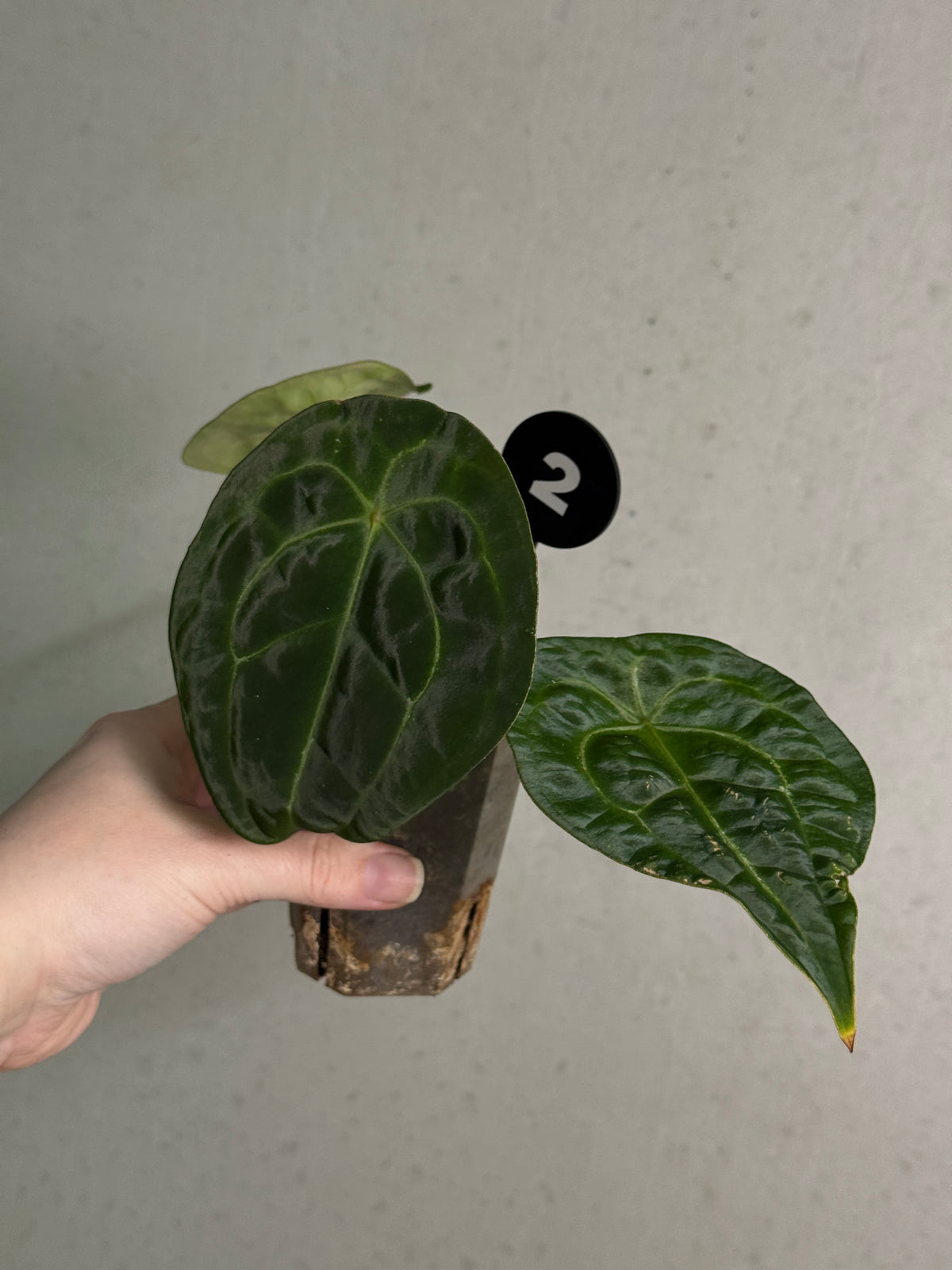Anthurium Forgetii x open