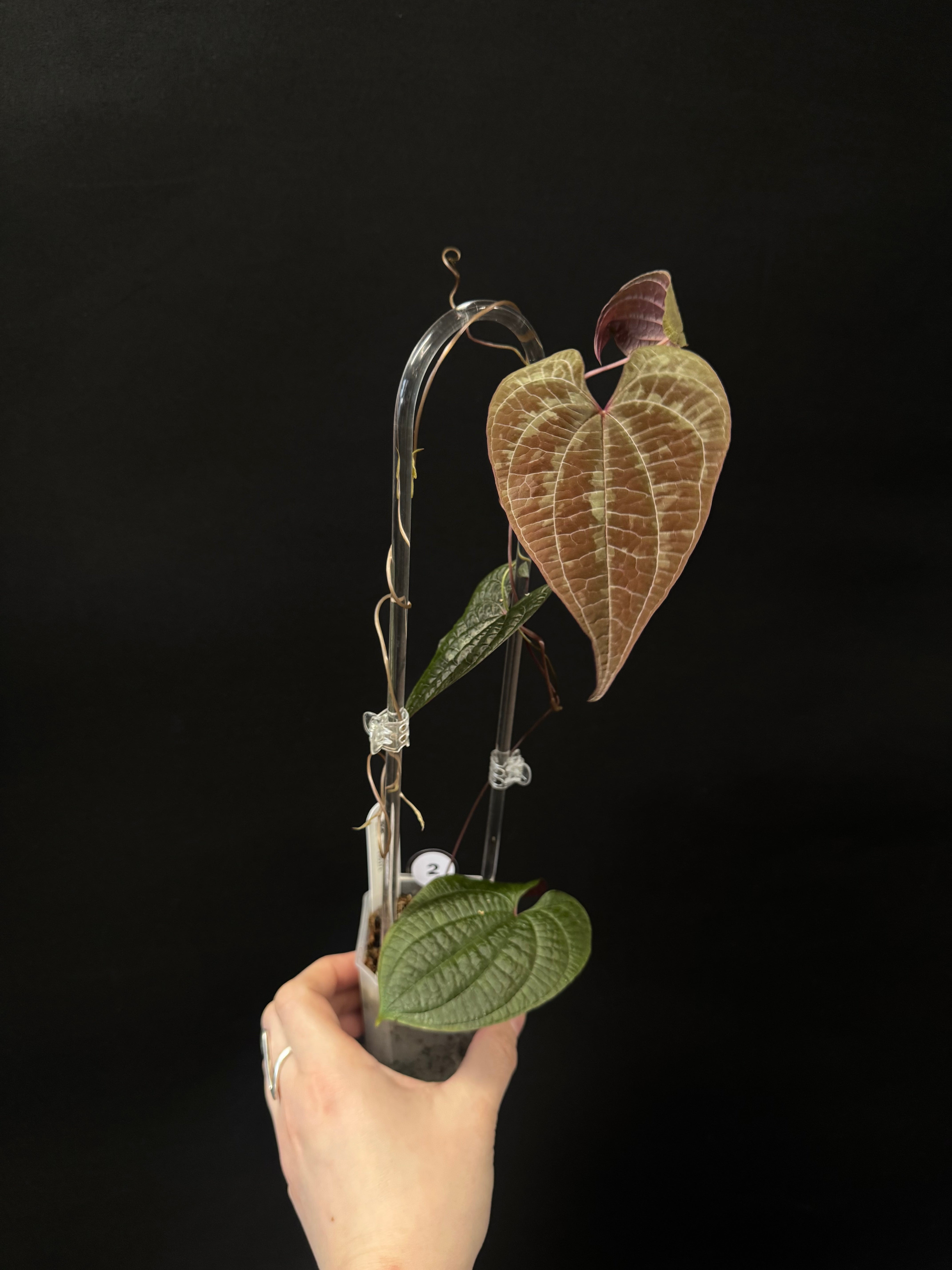 Dioscorea Discolor - SMUKHI