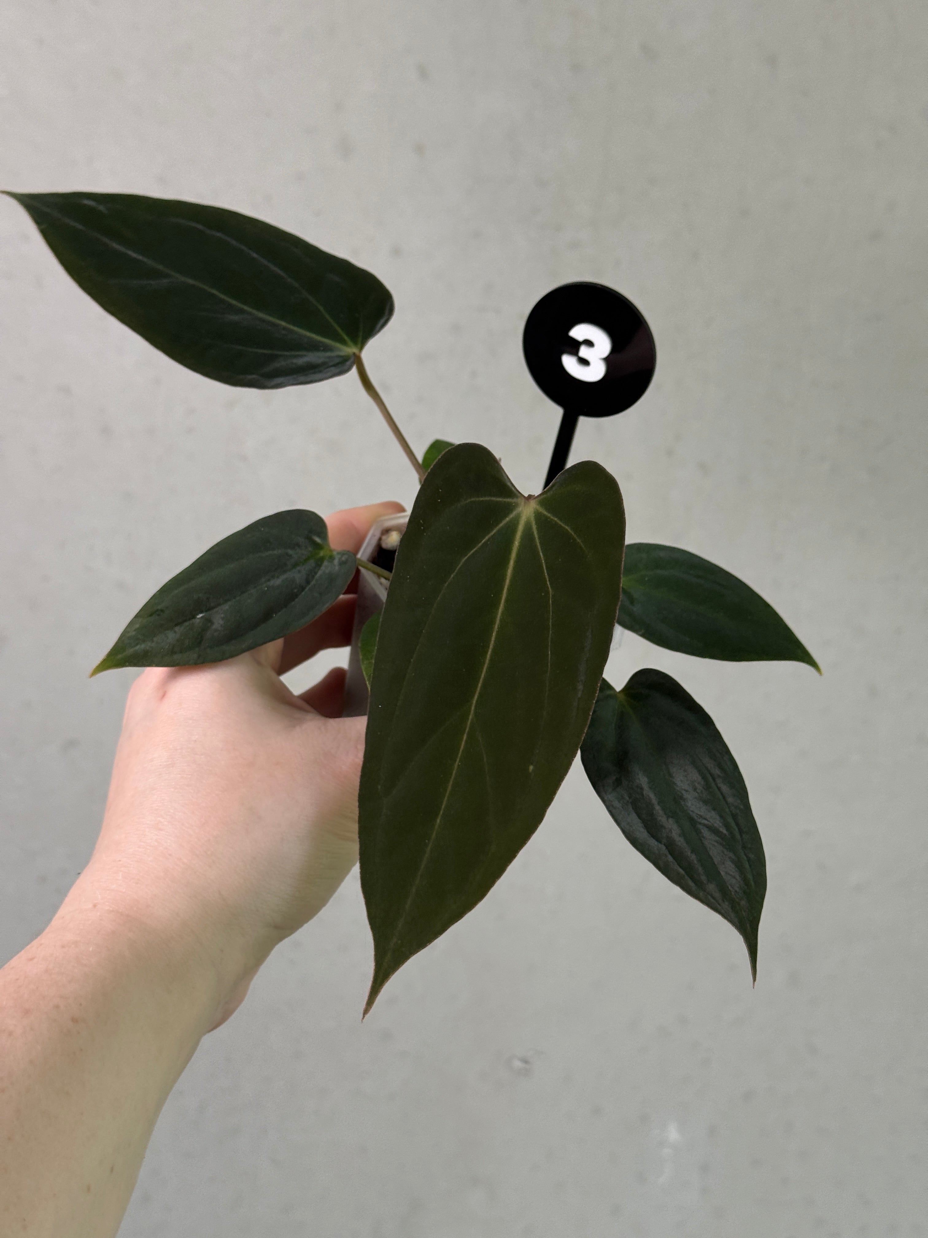 Crystallinaminum Anthurium Portillae 'Nightmare' plant with dark green and maroon leaves, featuring a compact, lush foliage.