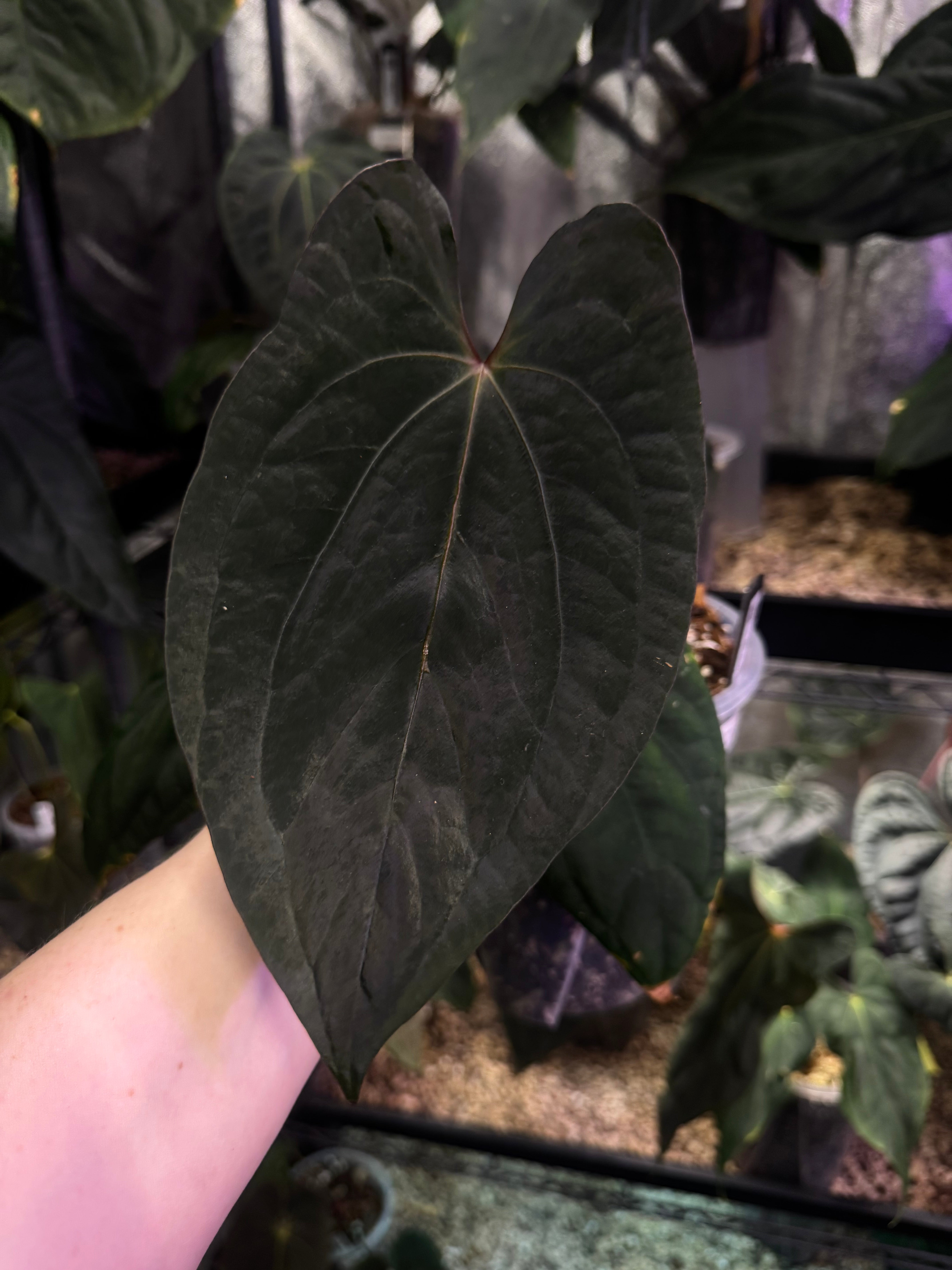 NFS: Anthurium ‘Sherpa’ (Dark Phoenix x RVDP) #2