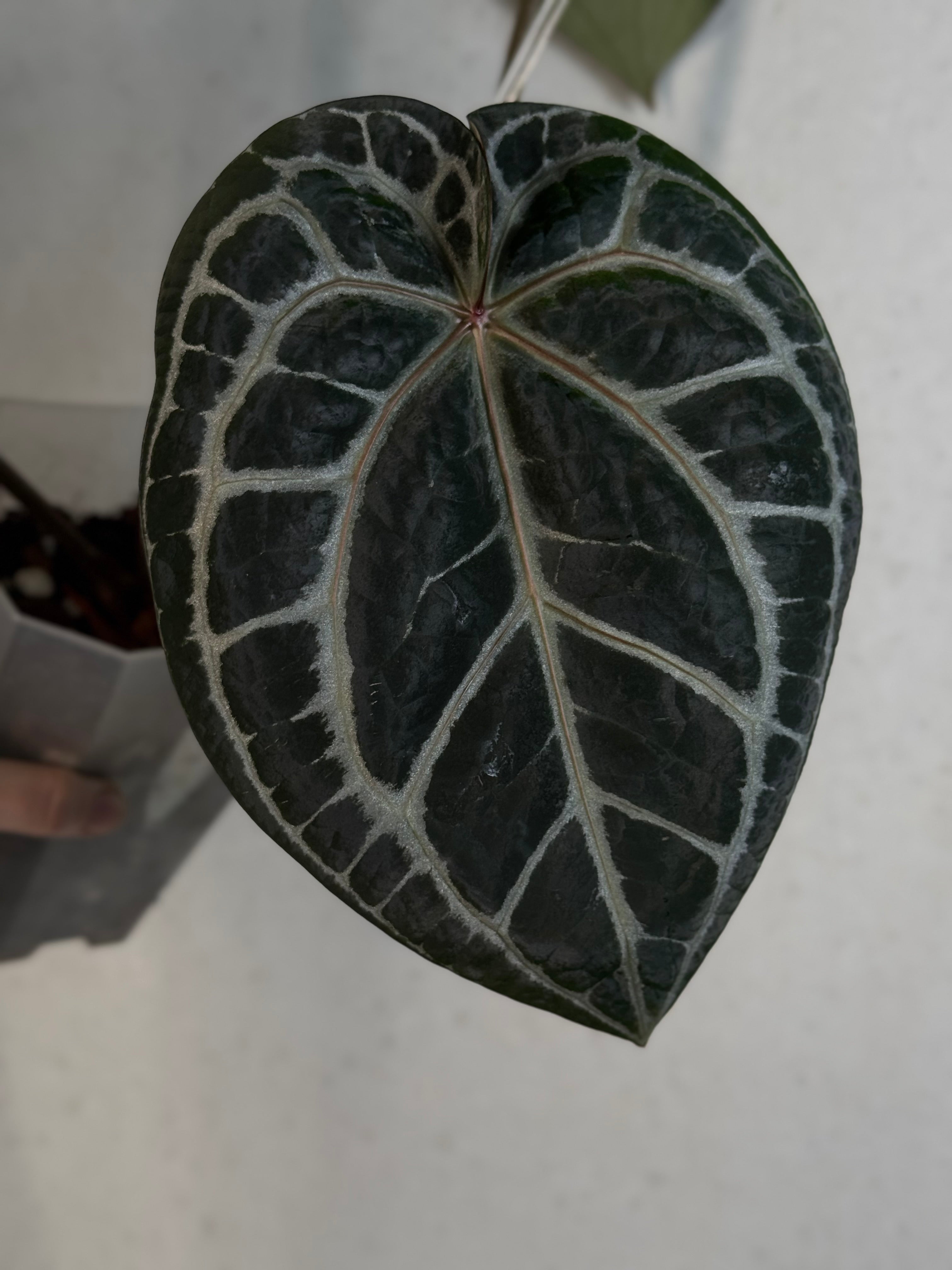 Anthurium DocBlock Michelle - Clone
