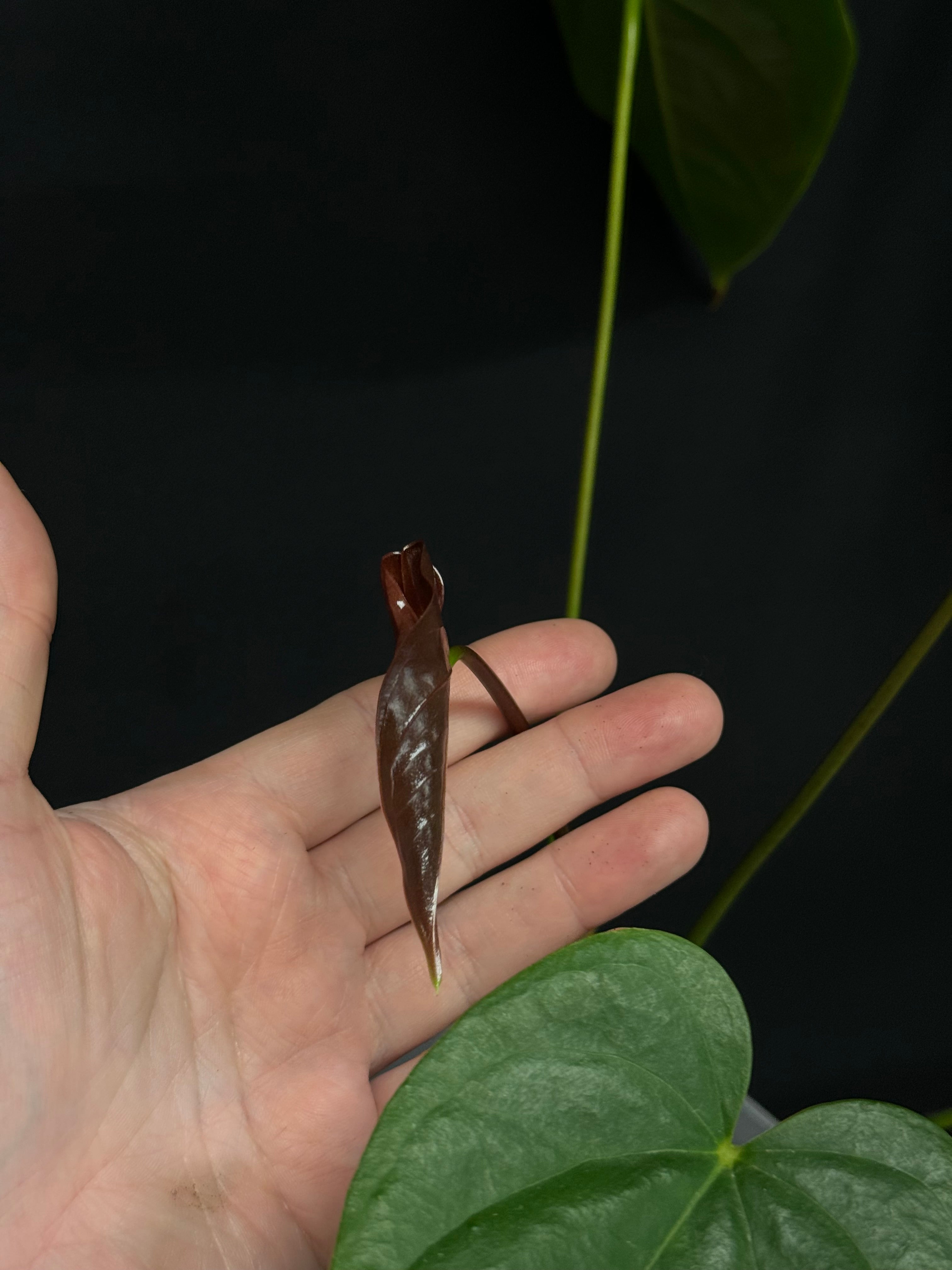 Anthurium Moodeanum (x)