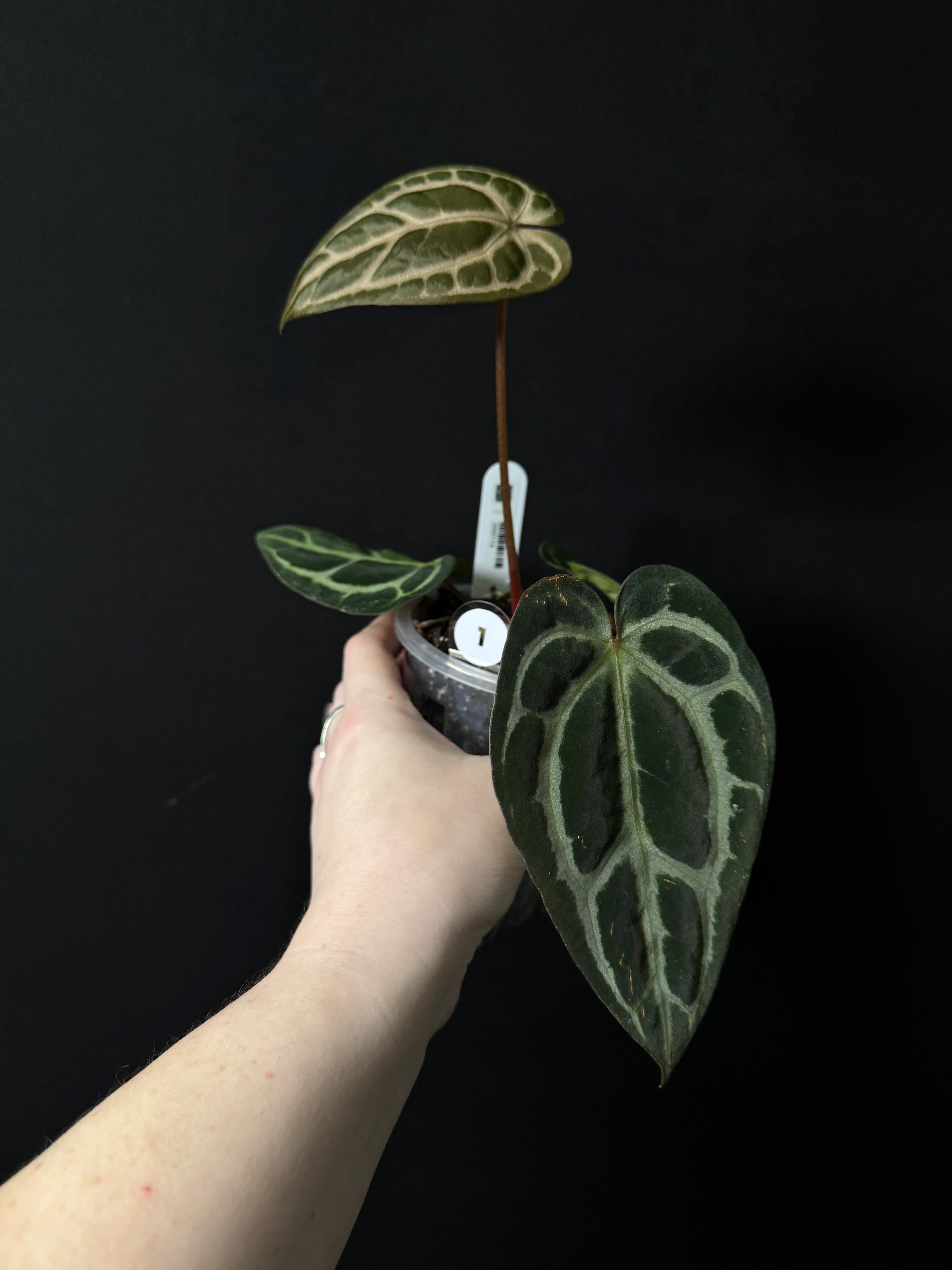 Anthurium Carlablackiae