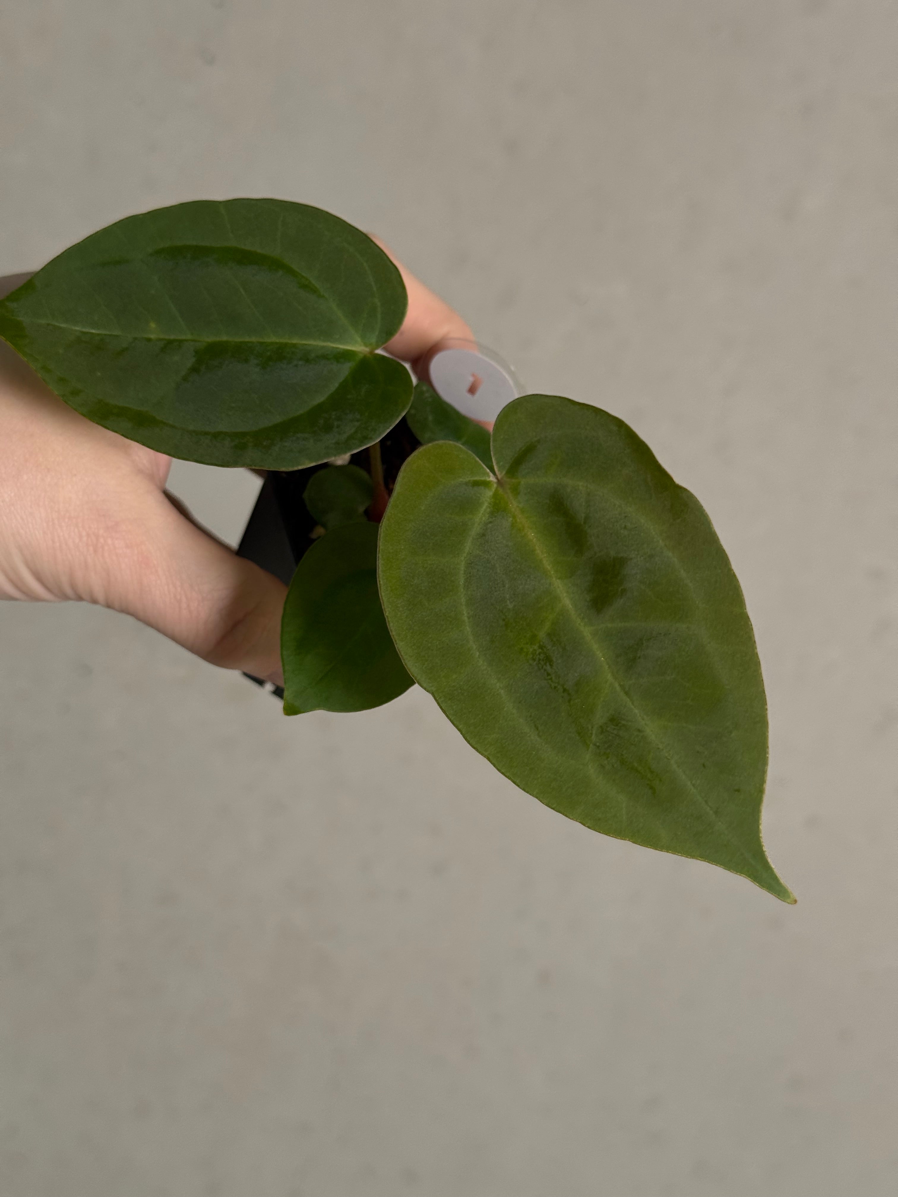 Anthurium (Goliath x Dark Phoenix) x Michelle - SMUKHI