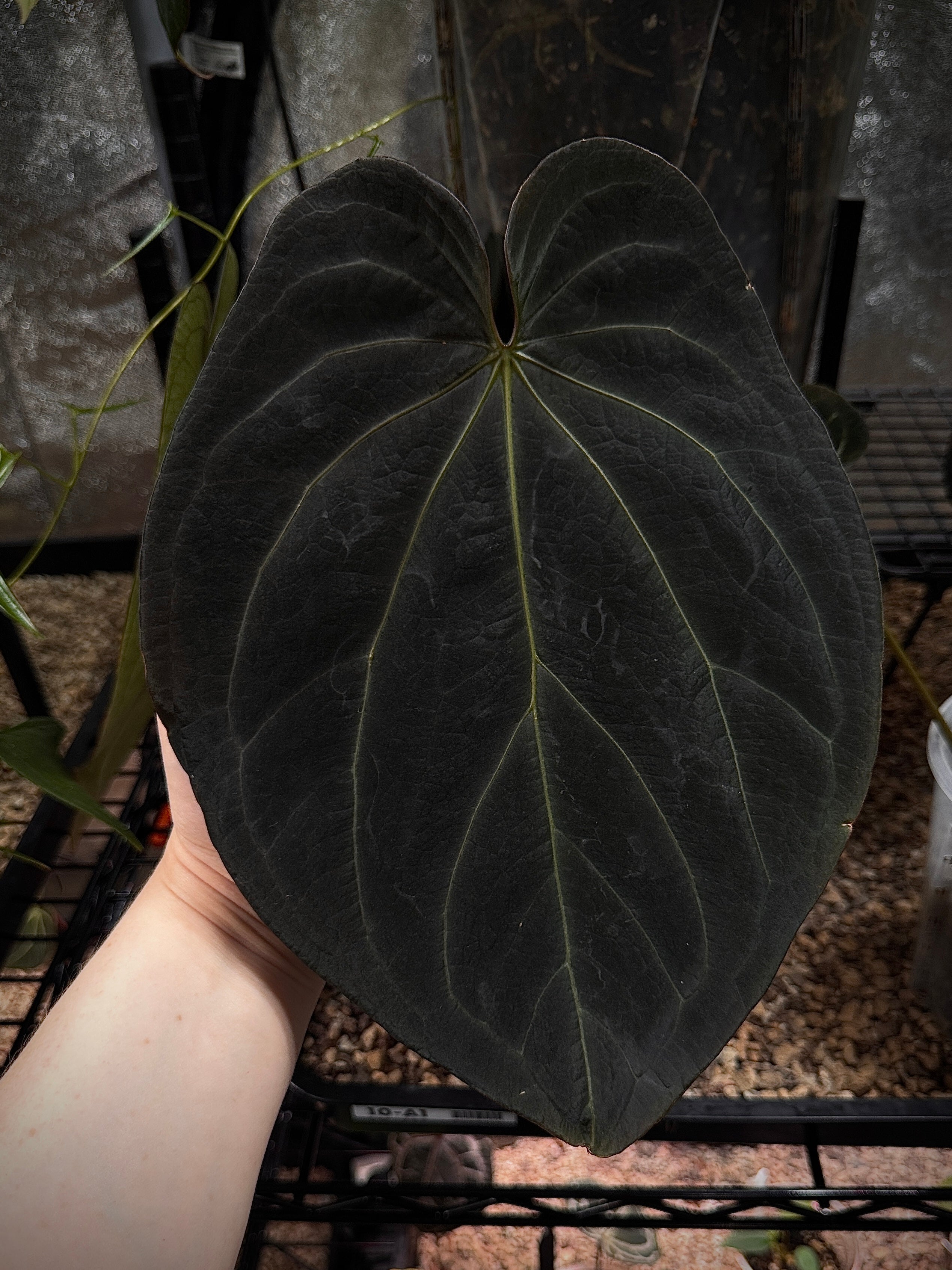 NFS: Anthurium Black Widow '13' X Red Velvet Cake '24'