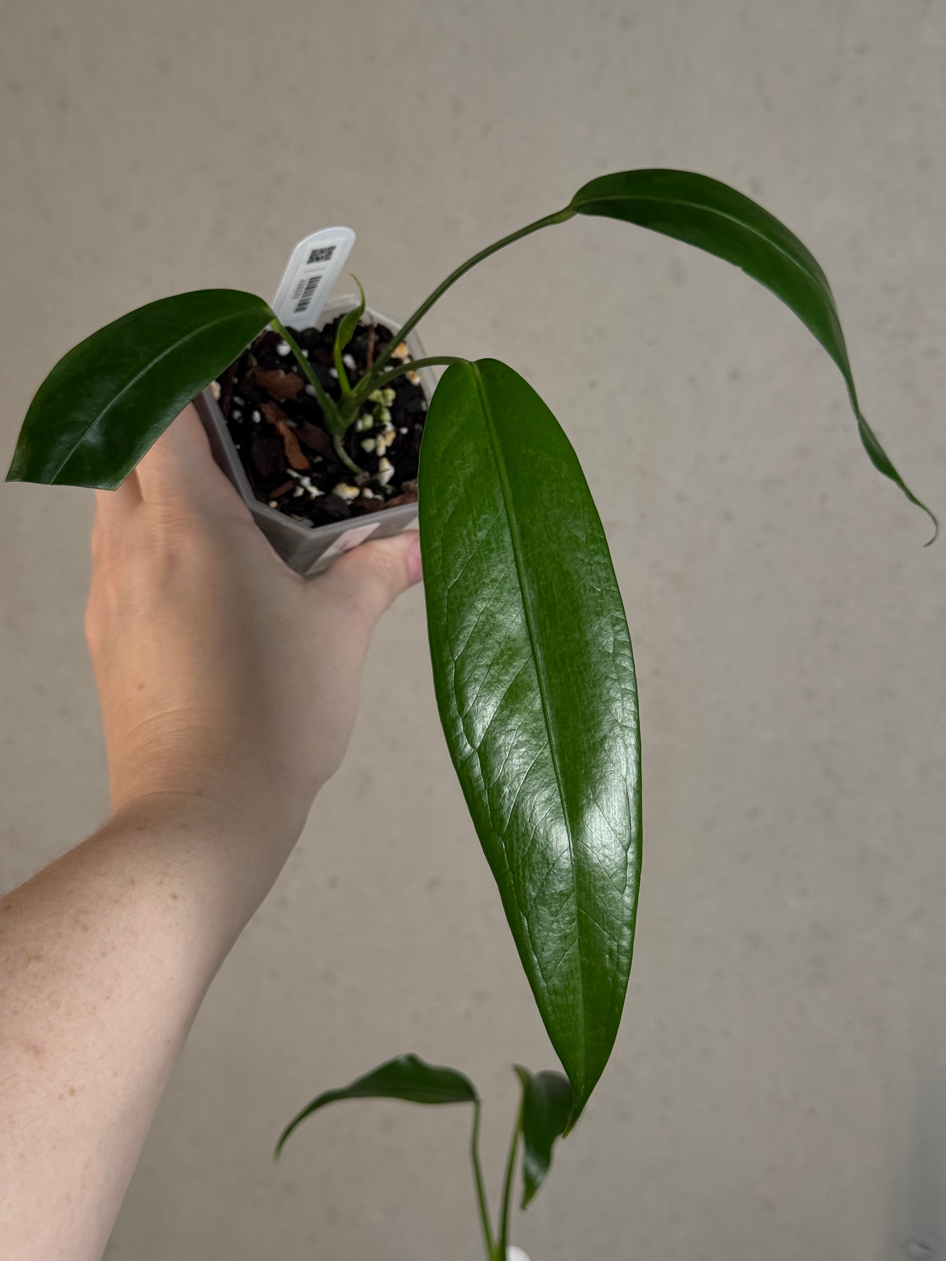 Anthurium Eminens S1