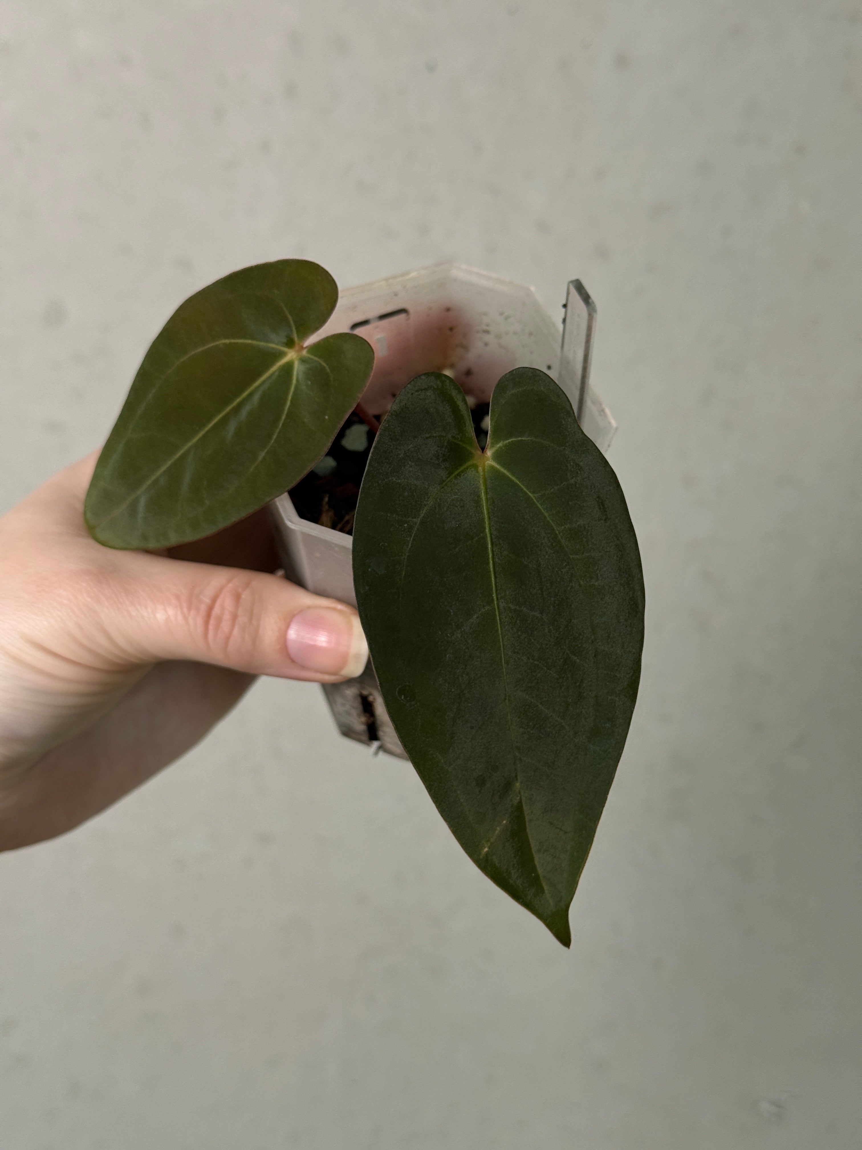 Anthurium Papillilaminum 'Lago Gatun' F1 - Clone