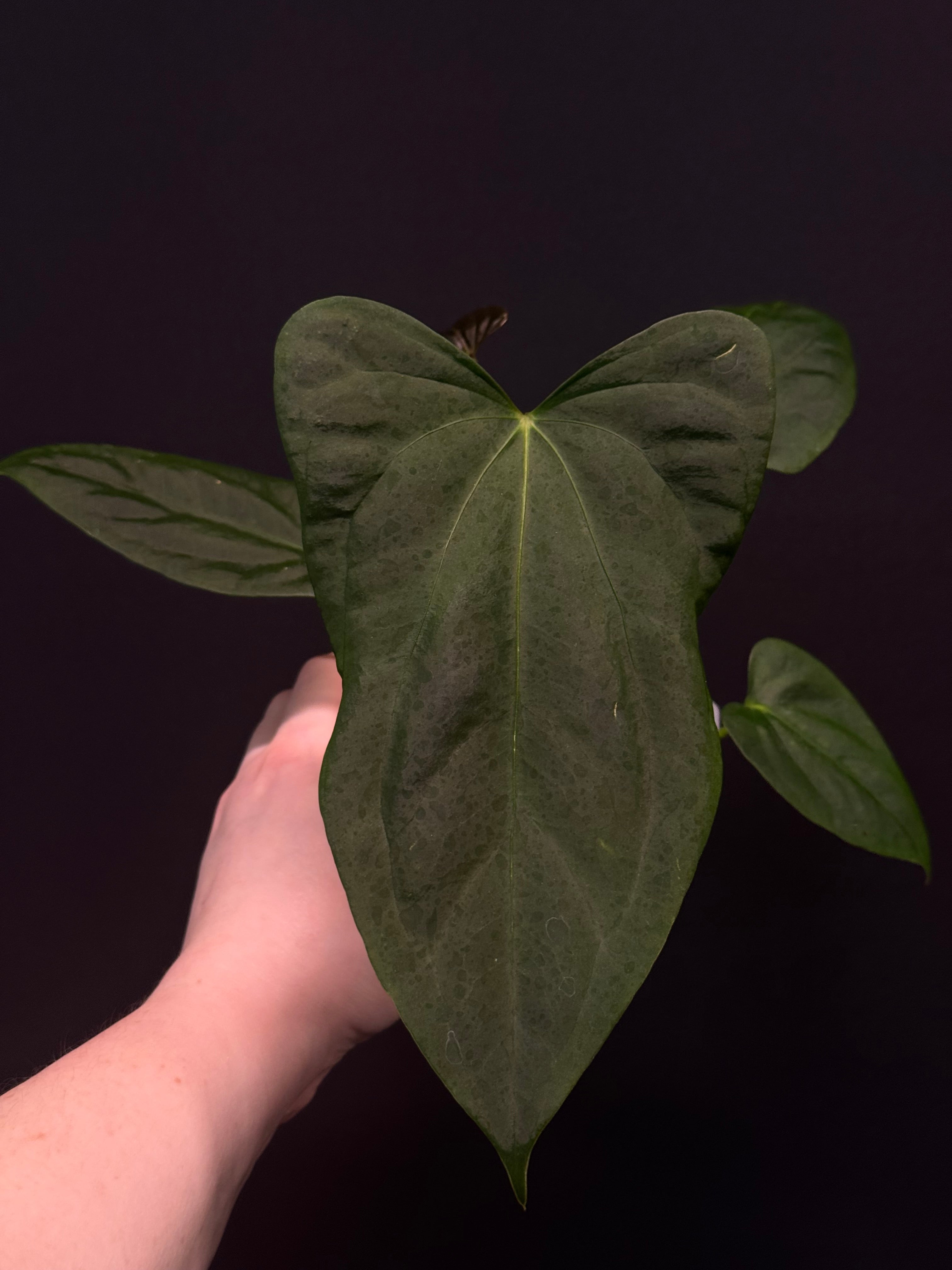 Anthurium (Subsignatum x Papillilaminum 'Marie') x FSxRL