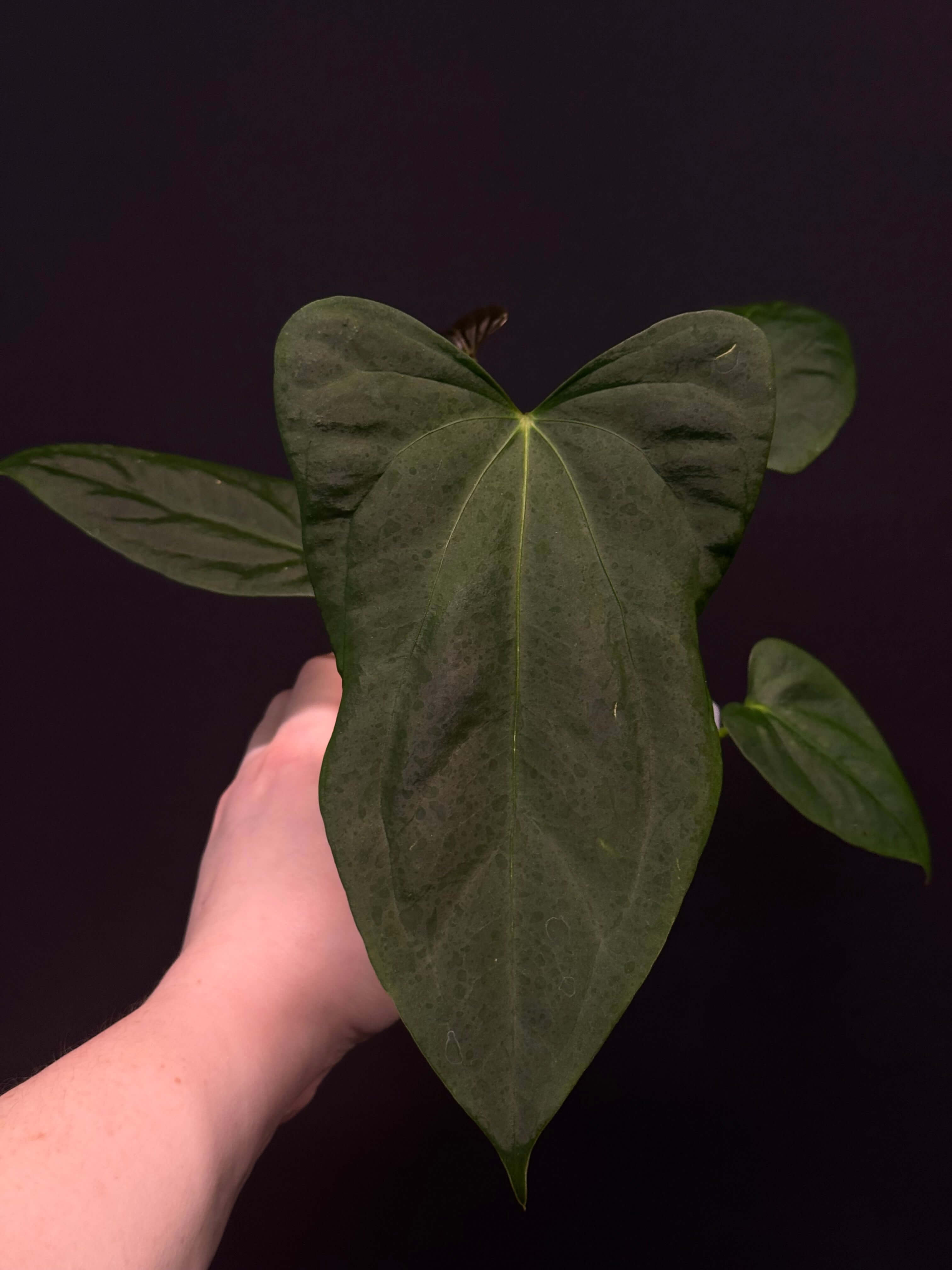 Anthurium (Subsignatum x Papillilaminum 'Marie') x FSxRL (M) - SMUKHI