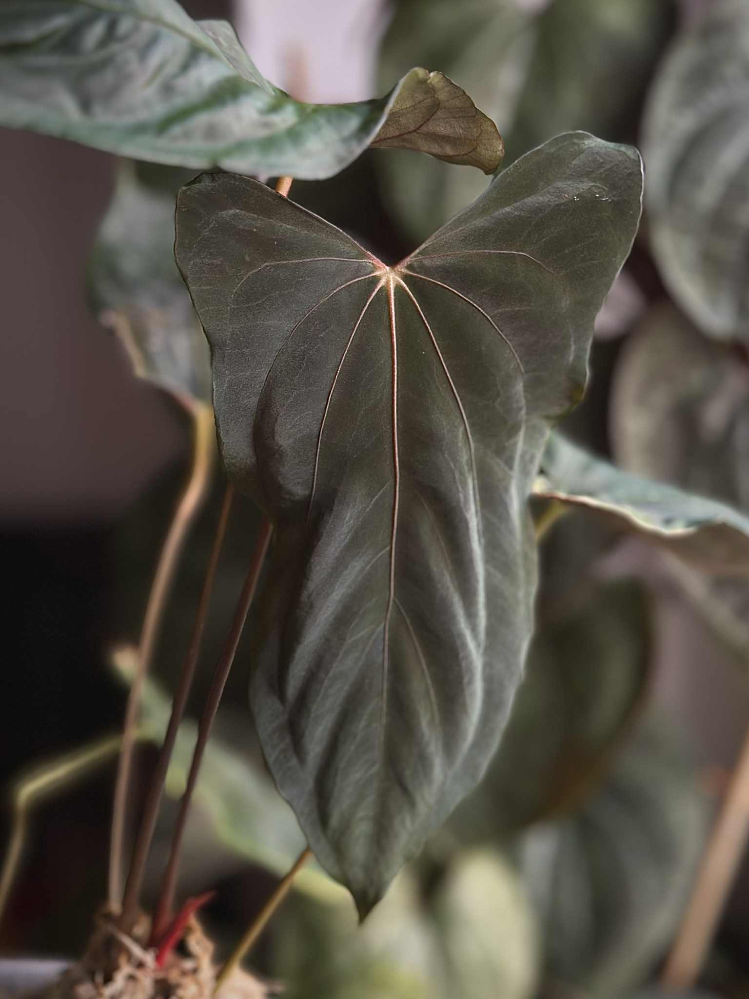 NFS: Anthurium RLxFS x (Ralph Lynam S1)