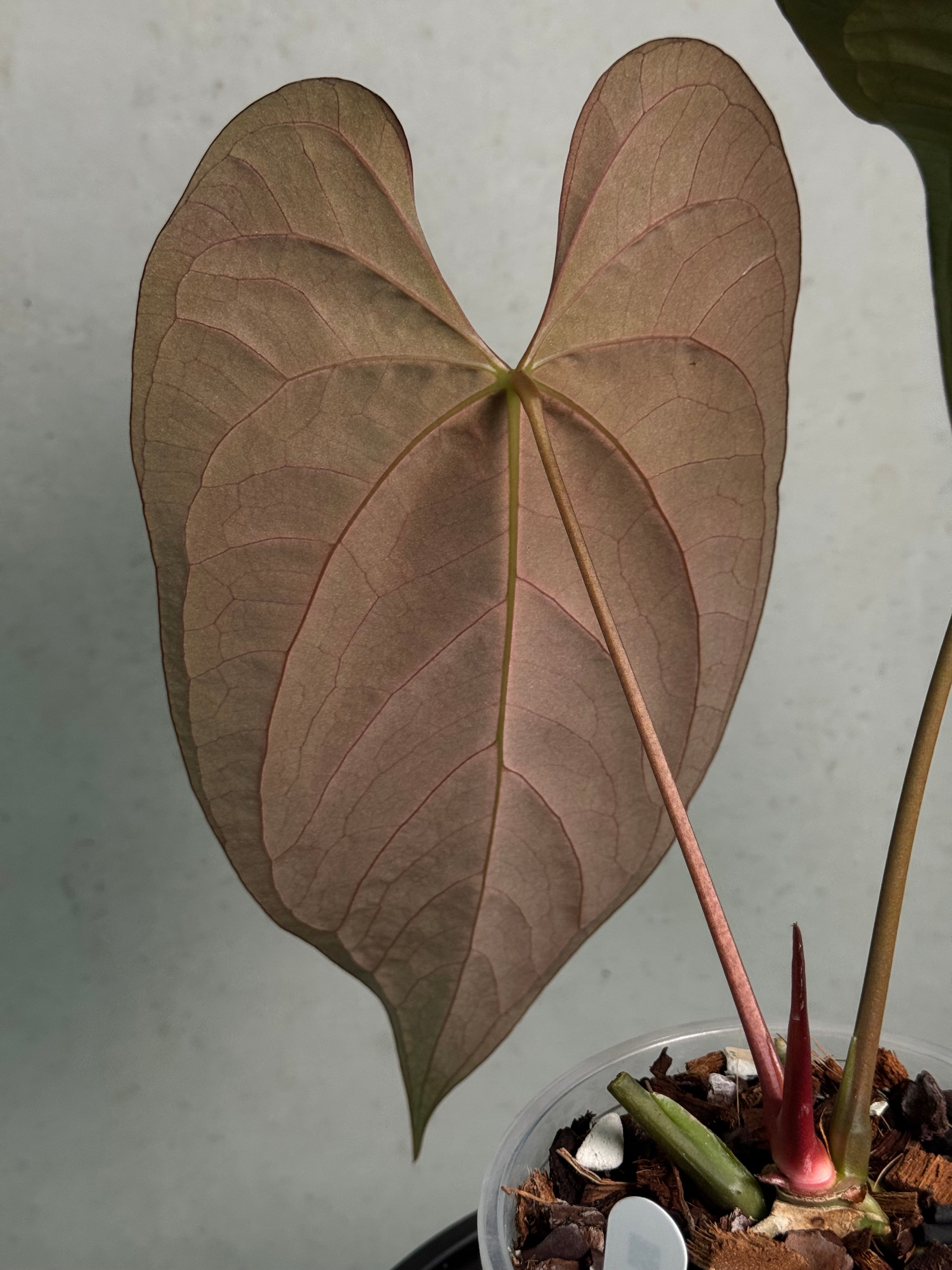 Anthurium Ace of Spades Dark Form x Papillilaminum 'Incurved lobes' - Clone - SMUKHI
