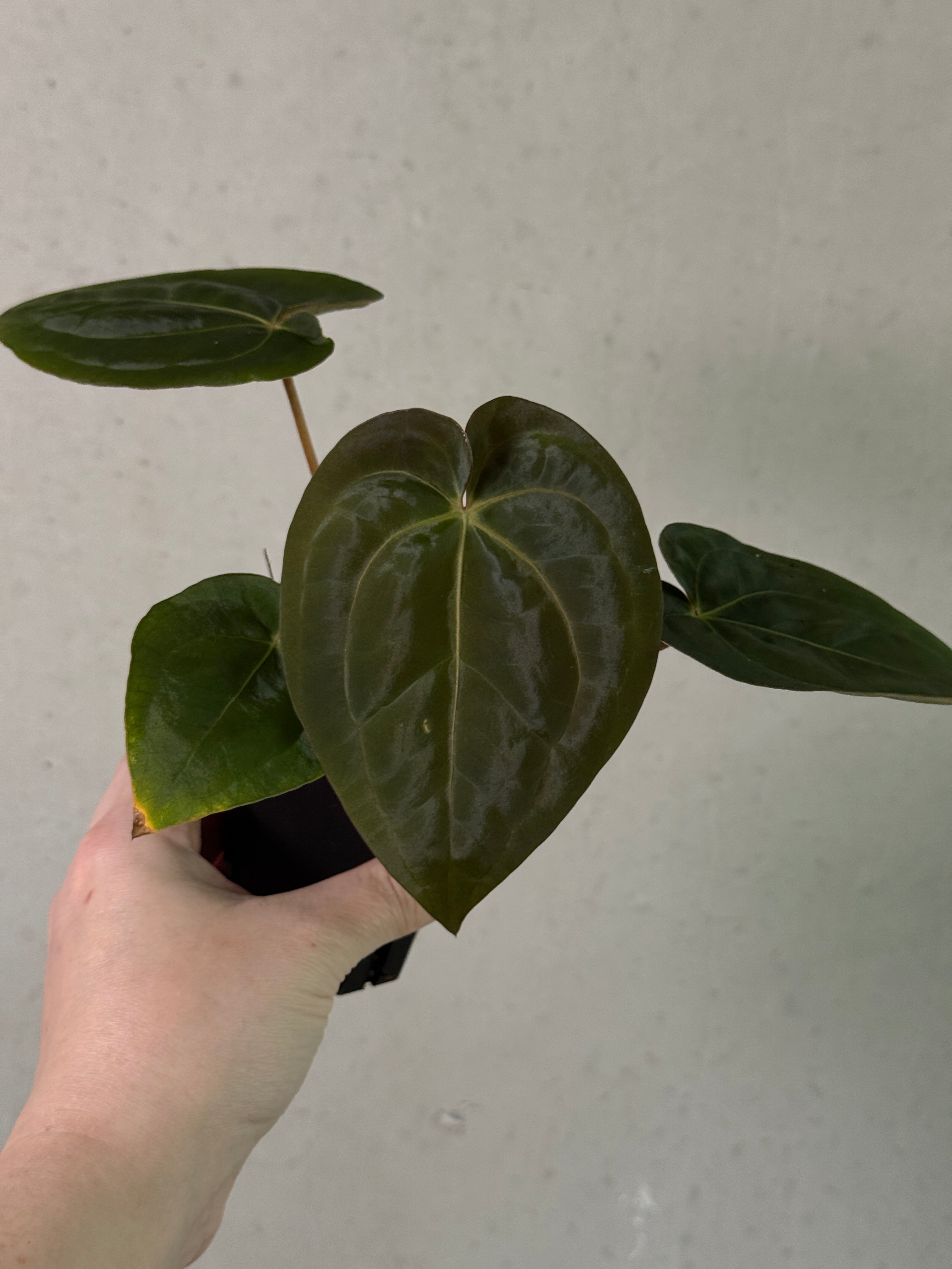 Anthurium Papillilaminum 'Guna Yala' x Zara x Michelle plant by SMUKHI, featuring lush green leaves with glossy, textured foliage.