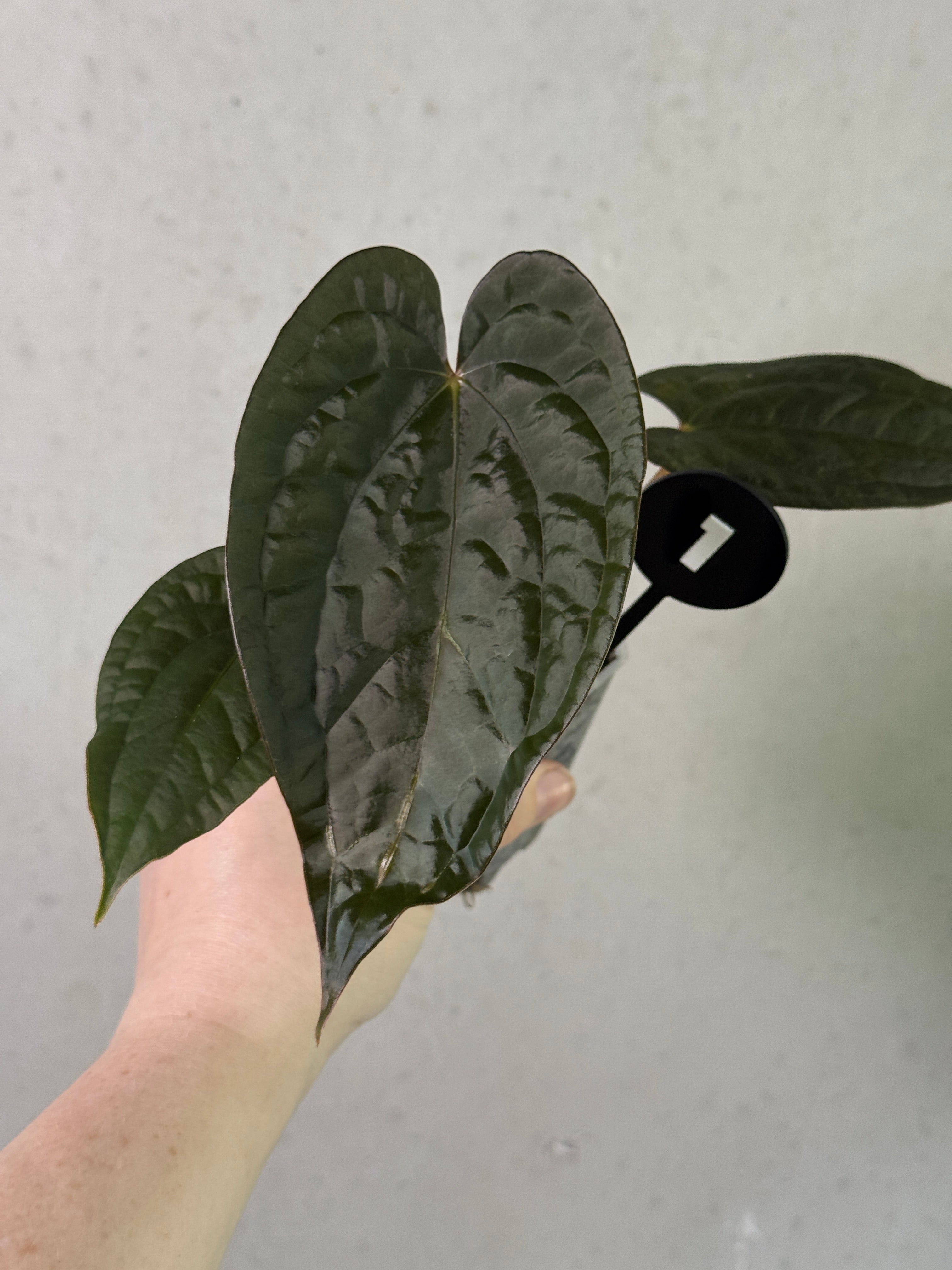 Anthurium RLxFS 'Rouge' x Luxurians plant by Mathiux Aroid with vibrant red and green glossy leaves in a decorative pot.