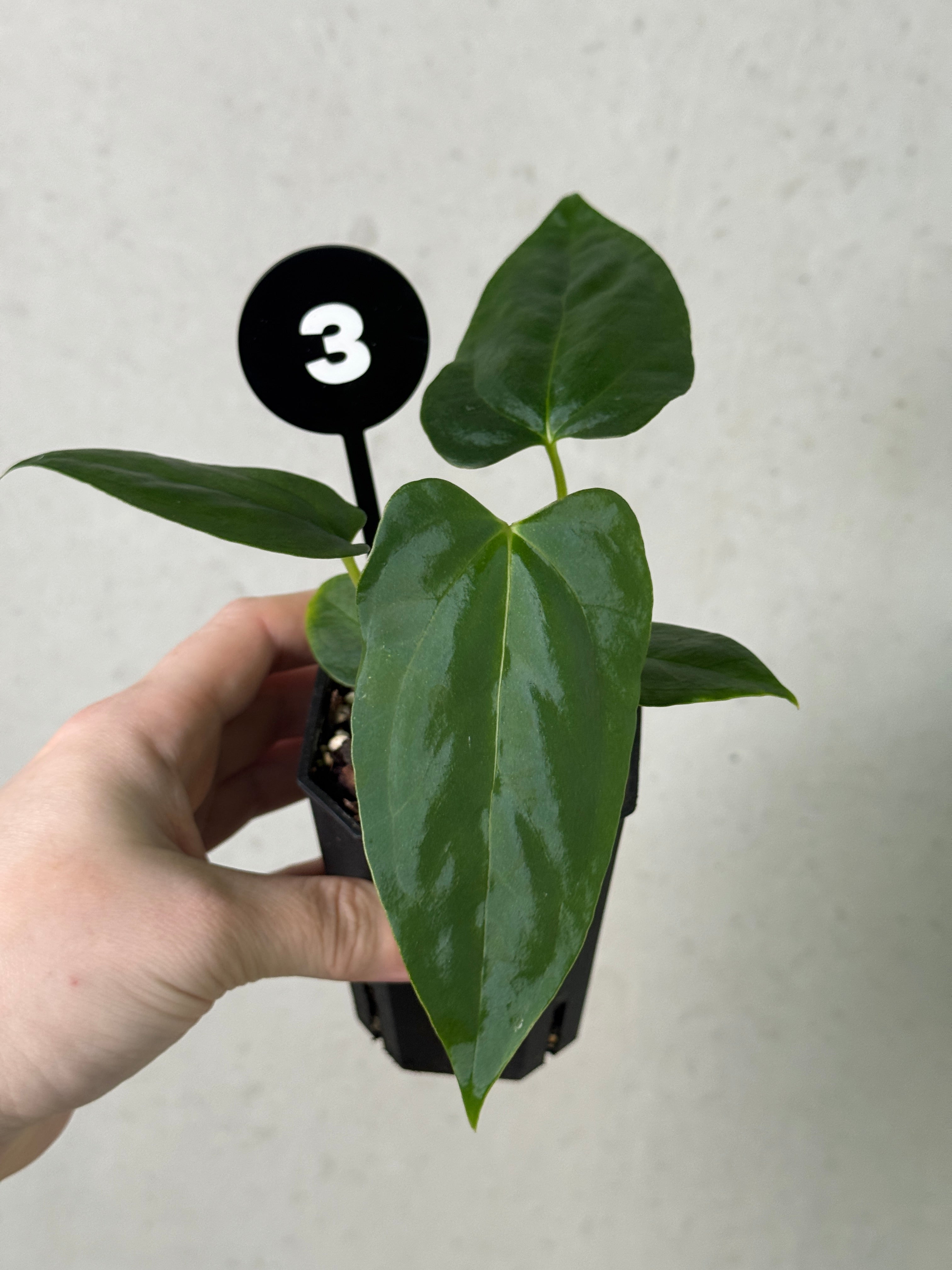 Anthurium (Papillilaminum 'Marie' x 'IL') x Indo Portillae or self