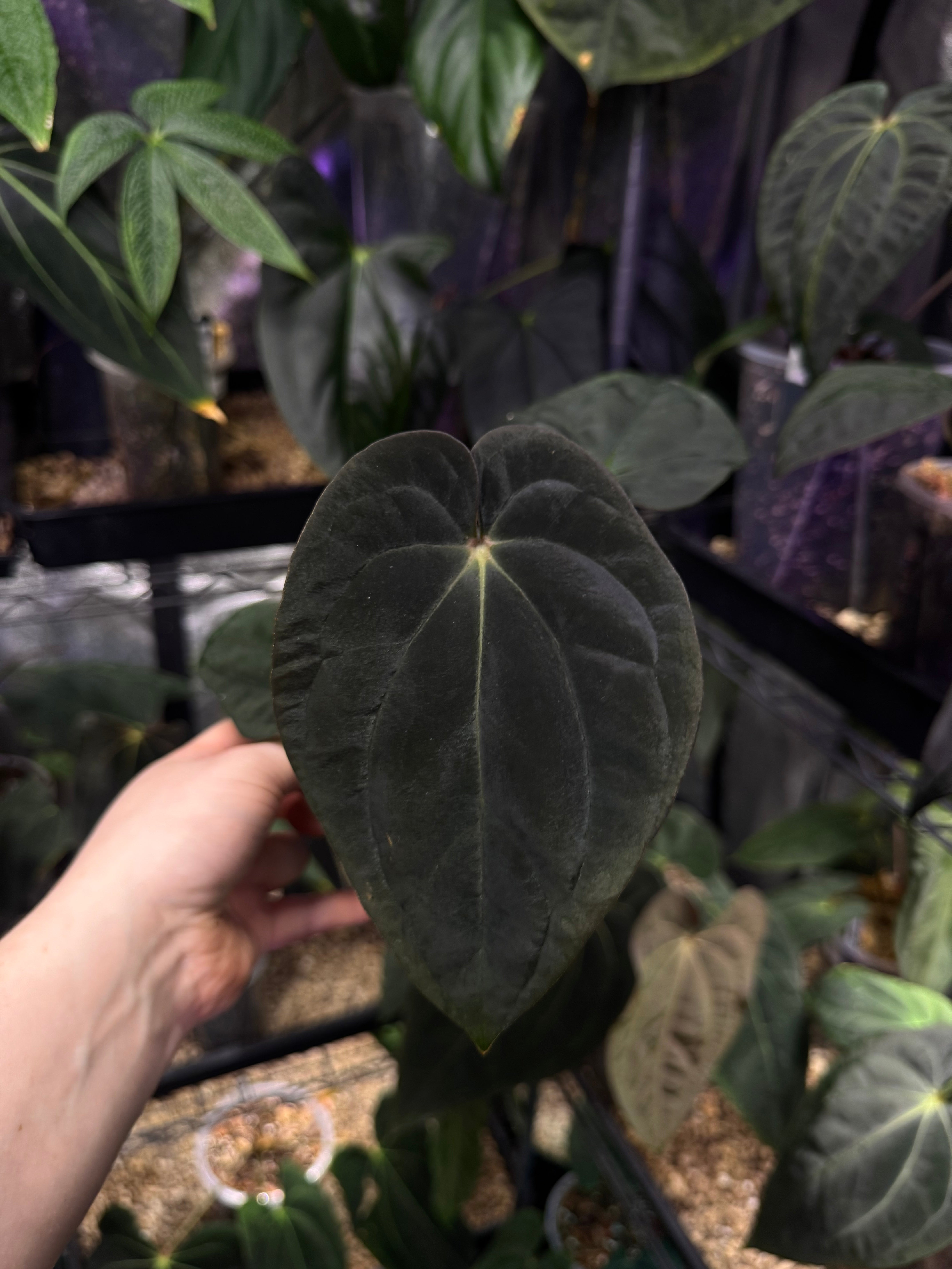 NFS: Anthurium Antolakii / BVEP (Round x Felix) x Felix #1