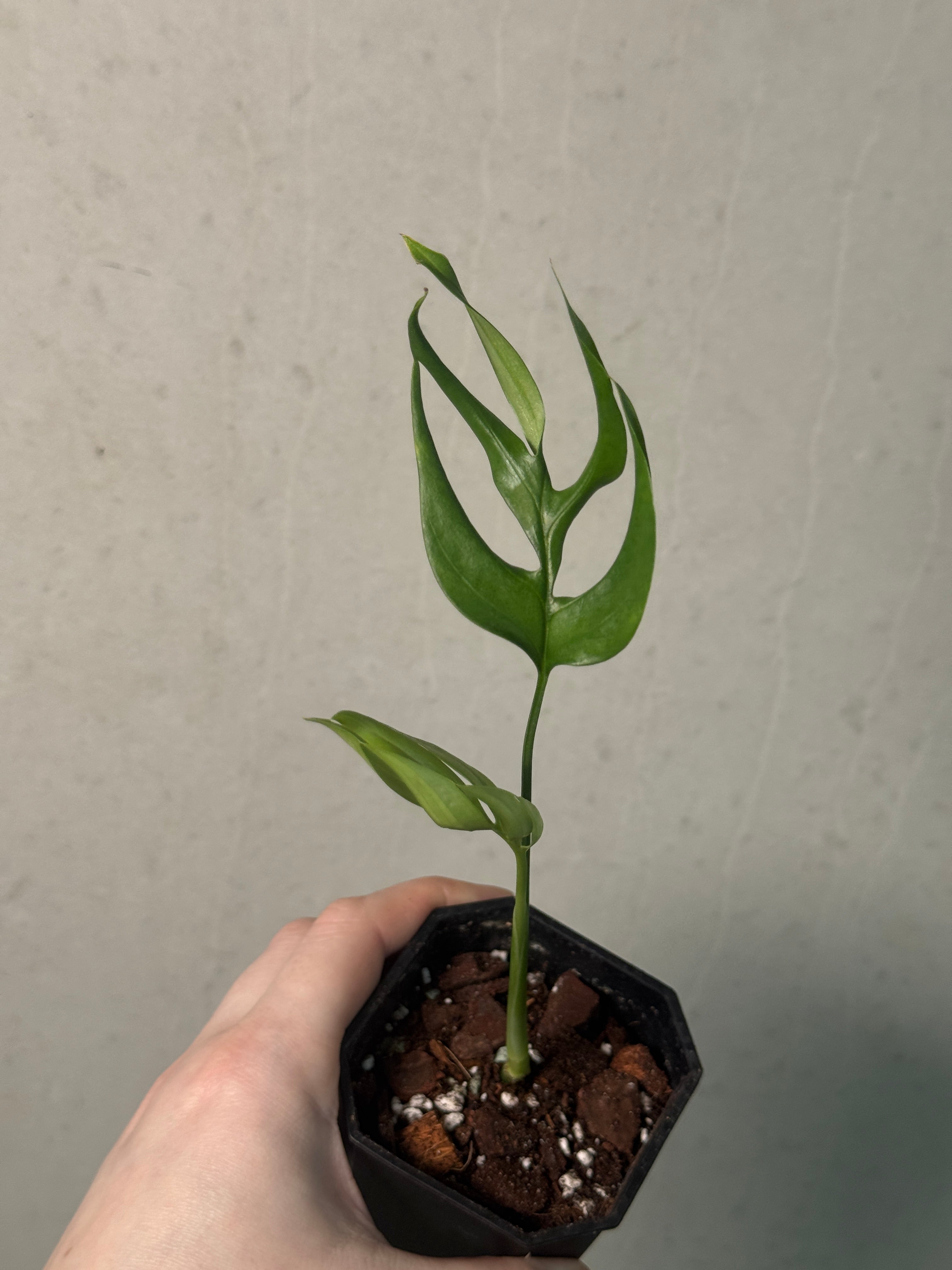 Monstera Subpinnata - Cutting - SMUKHI