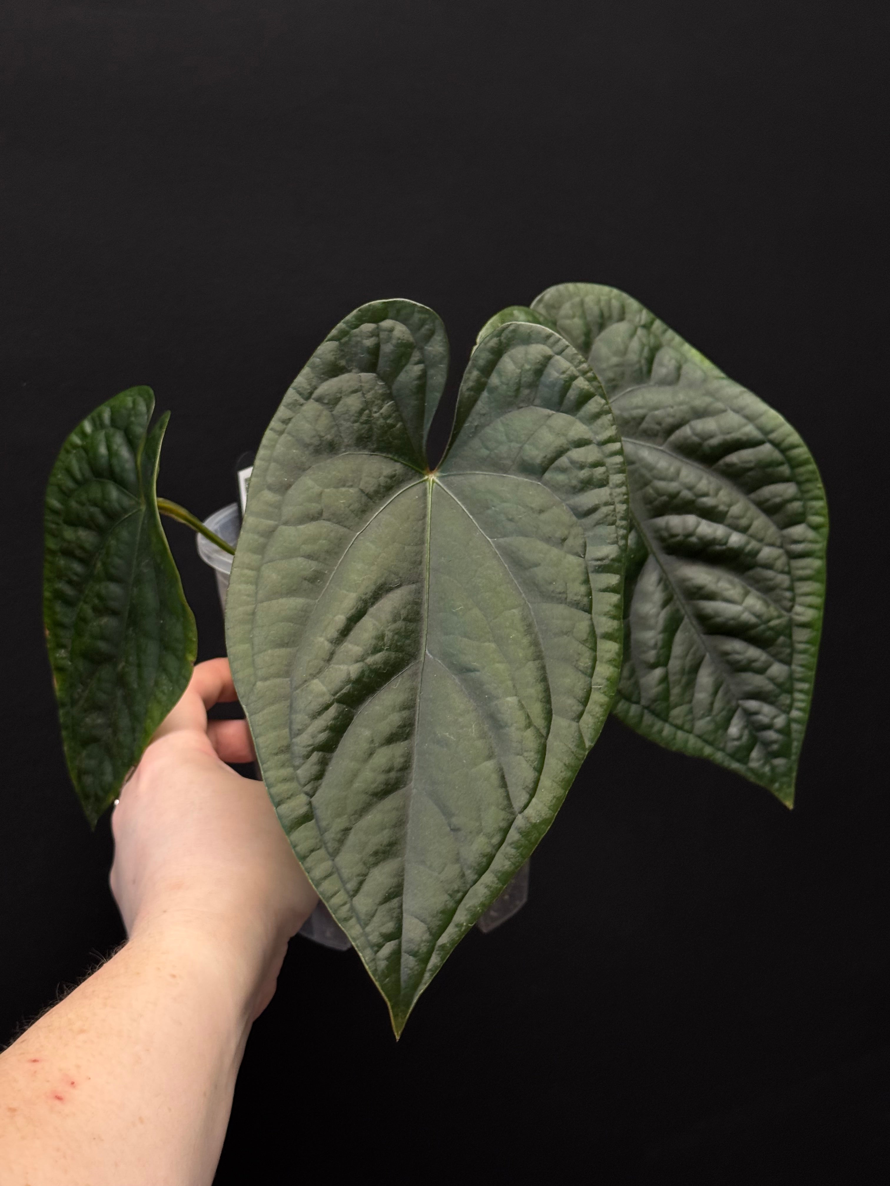 Anthurium Luxurians x Dressleri