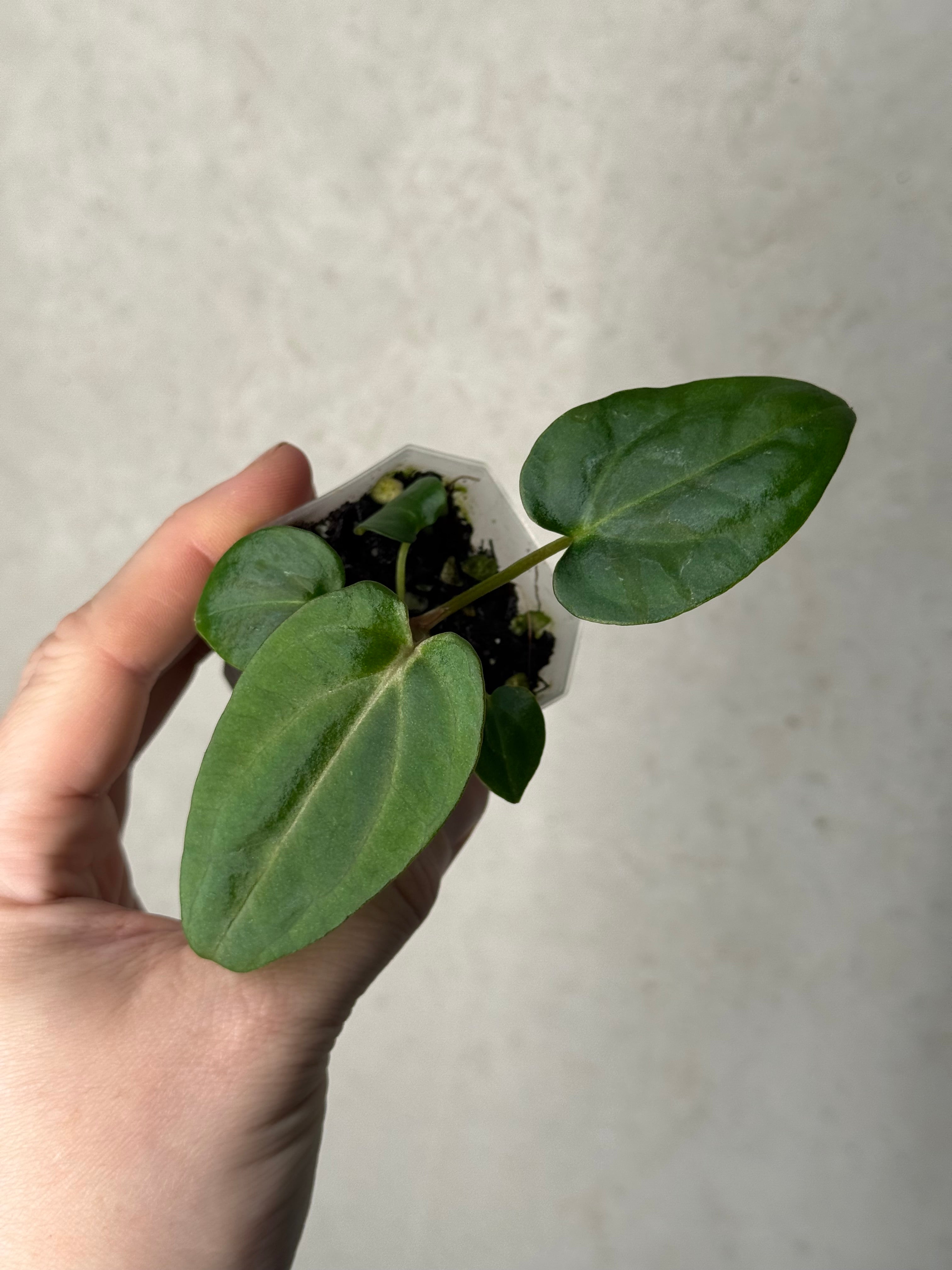 Anthurium (Dressleri x Carlablackiae) x Carlablackiae (RA5 x RA10)