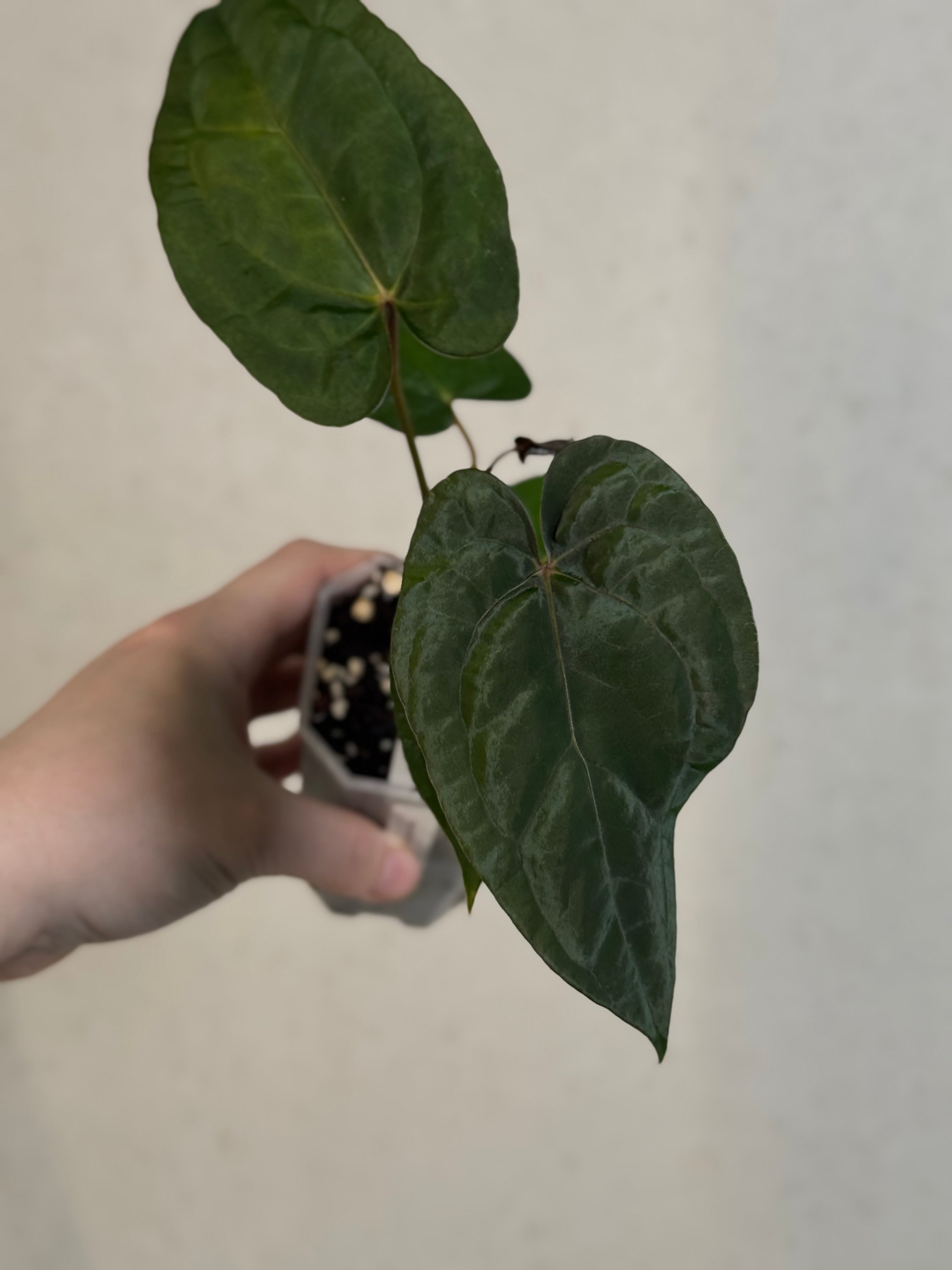 Anthurium ‘Super Sherpa’ x self