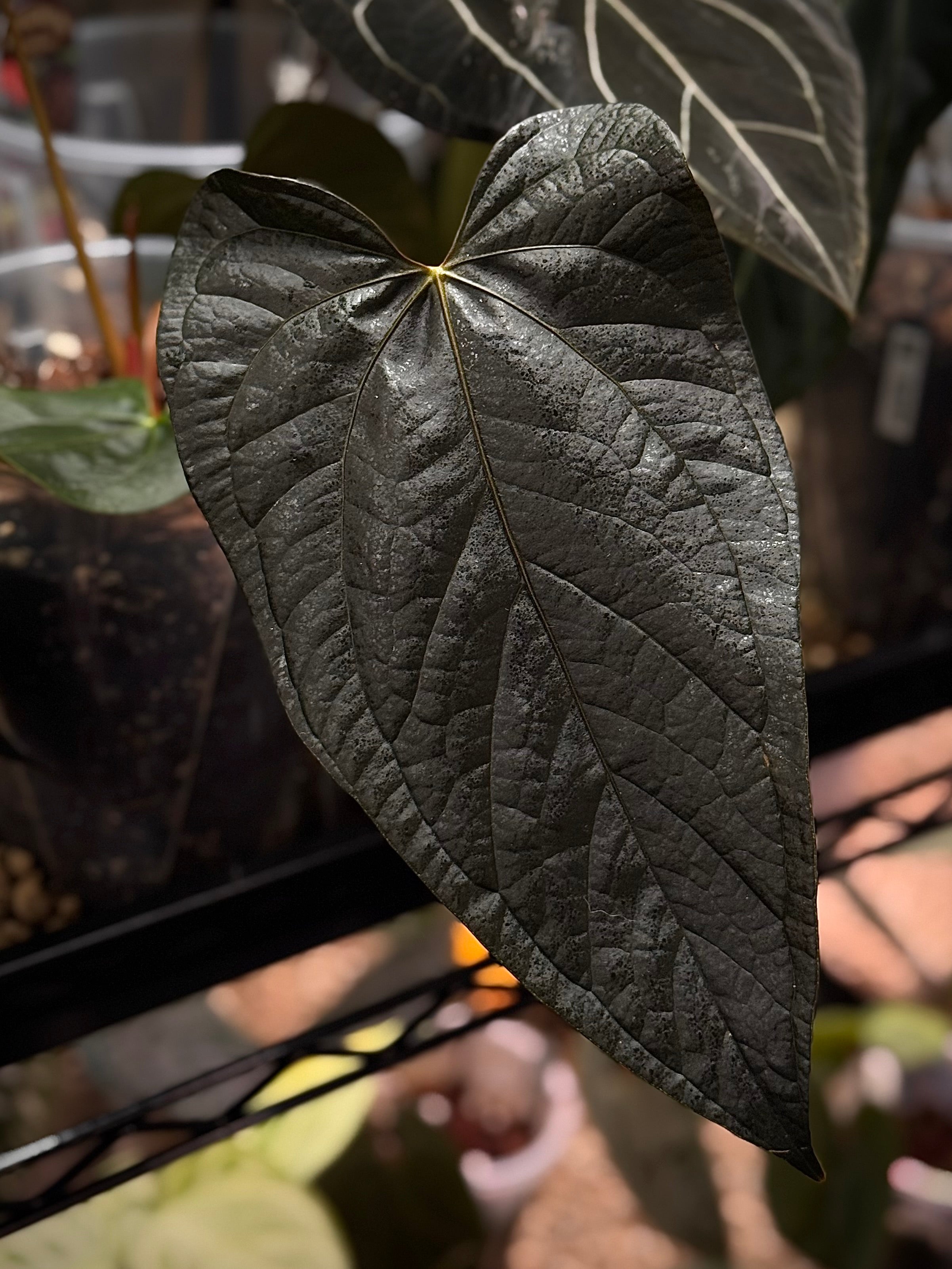 NFS: Anthurium Queen of Hearts #2 - SMUKHI