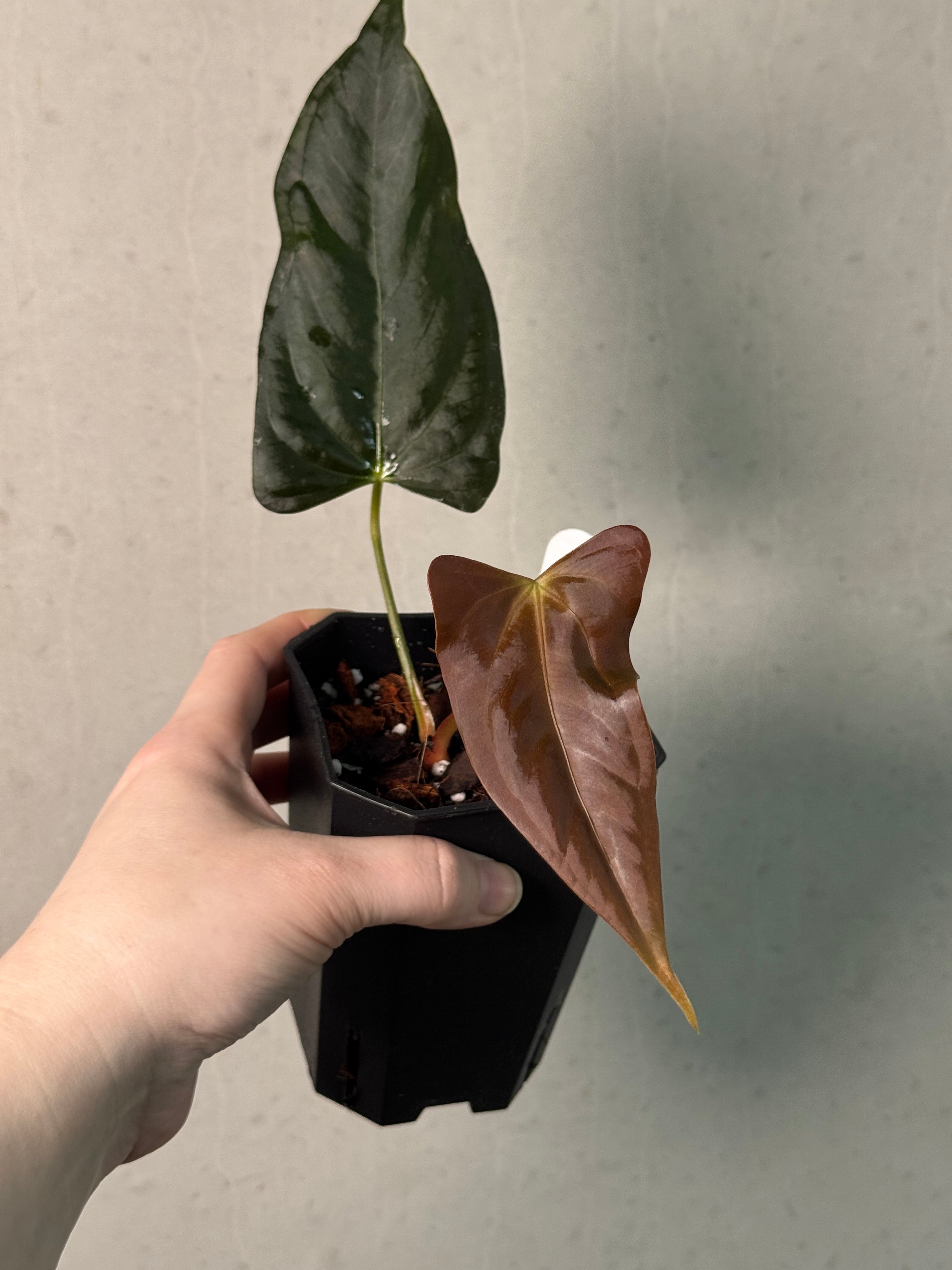Anthurium (Subsignatum x Papillilaminum 'Marie') x FSxRL 'Grim Reaper' - Clone - SMUKHI