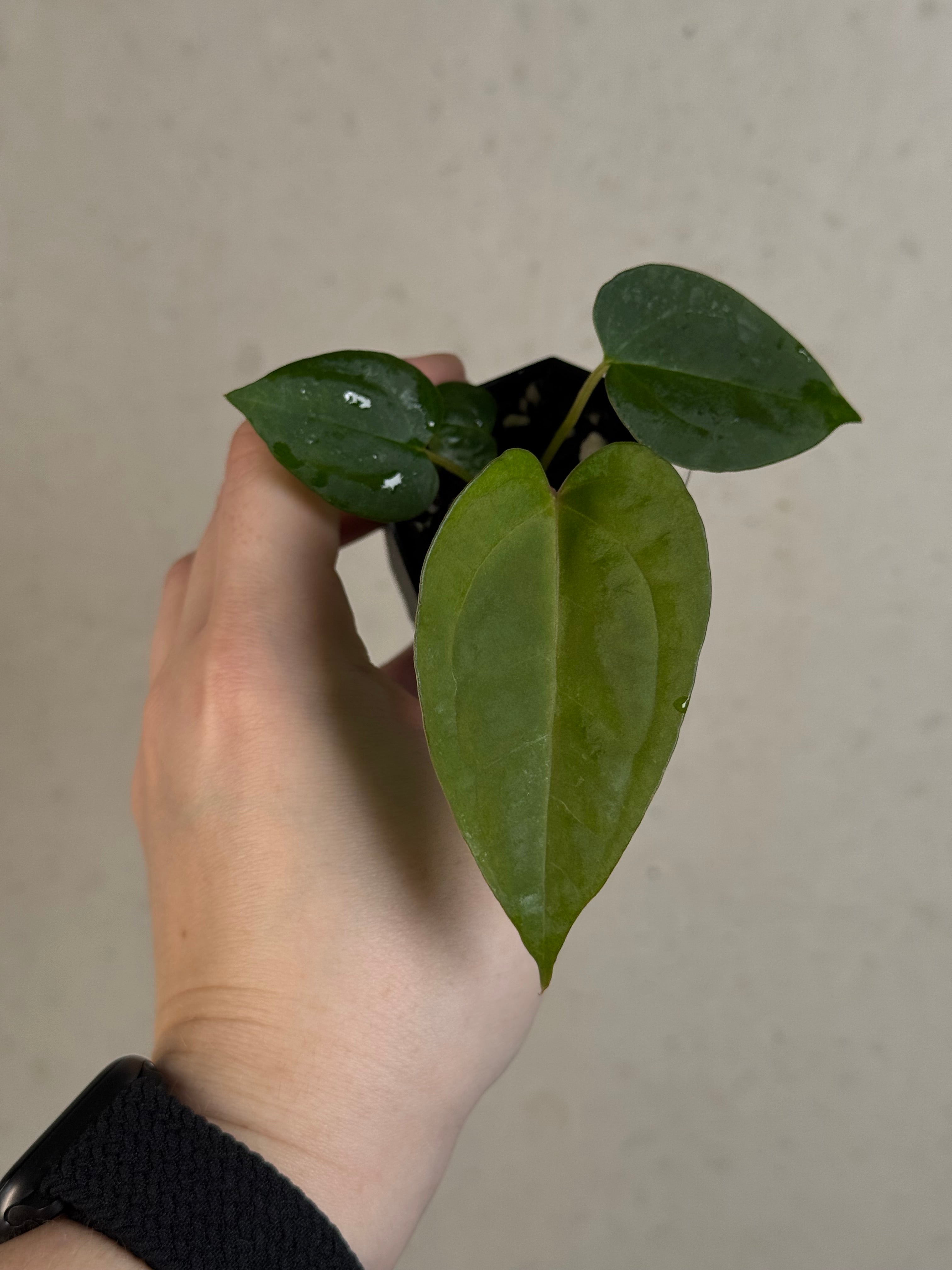 Anthurium (Goliath x Dark Phoenix) x Michelle