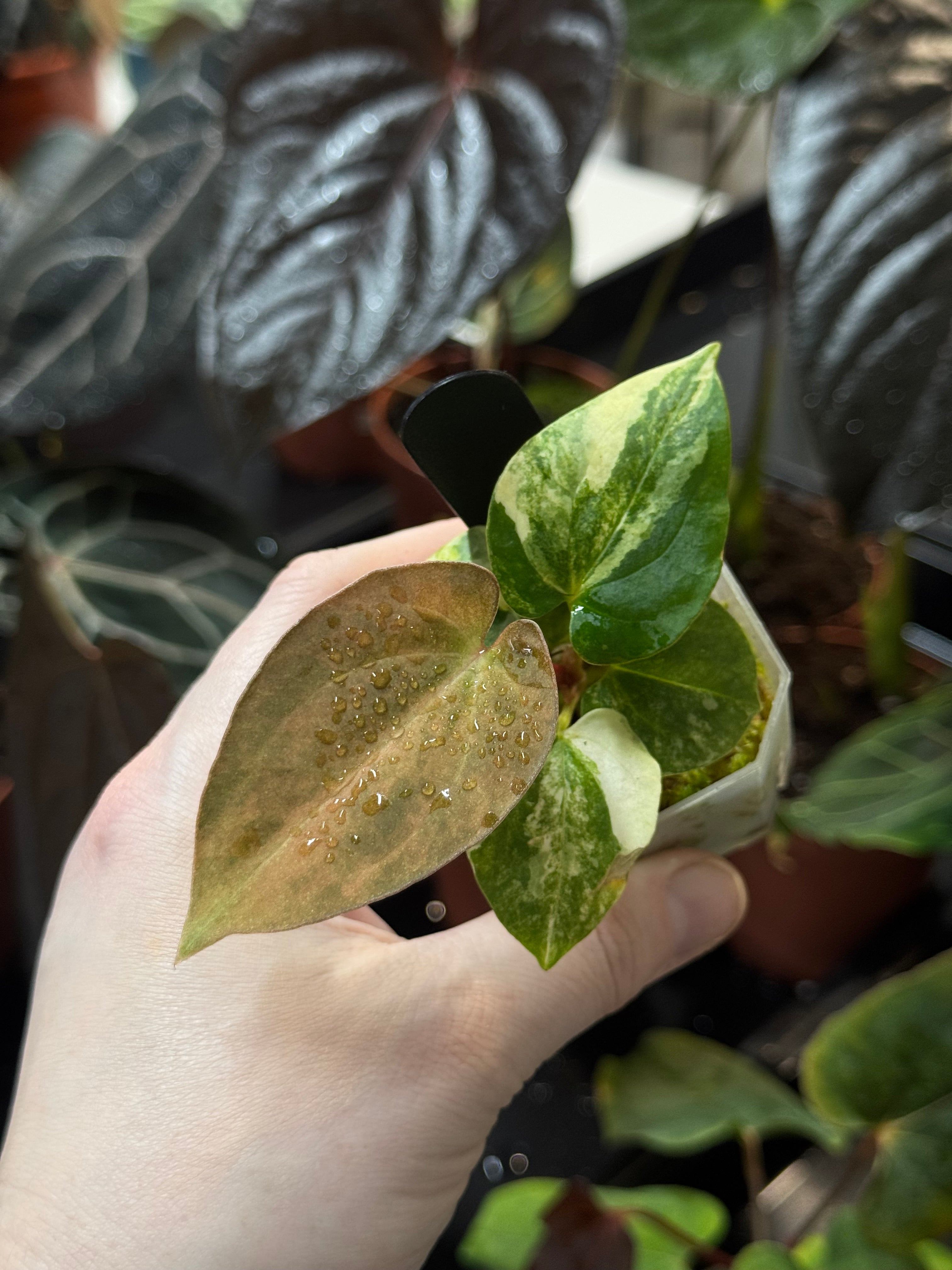 NFS: Anthurium Papillilaminum Variegata x BVEP (Tezula)