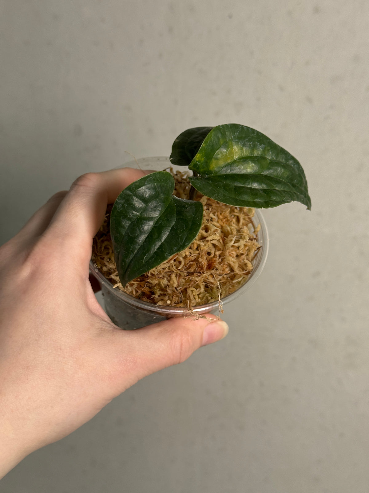 Healthy Anthurium Radicans plant with lush green leaves, potted for indoor or outdoor decoration by SMUKHI.