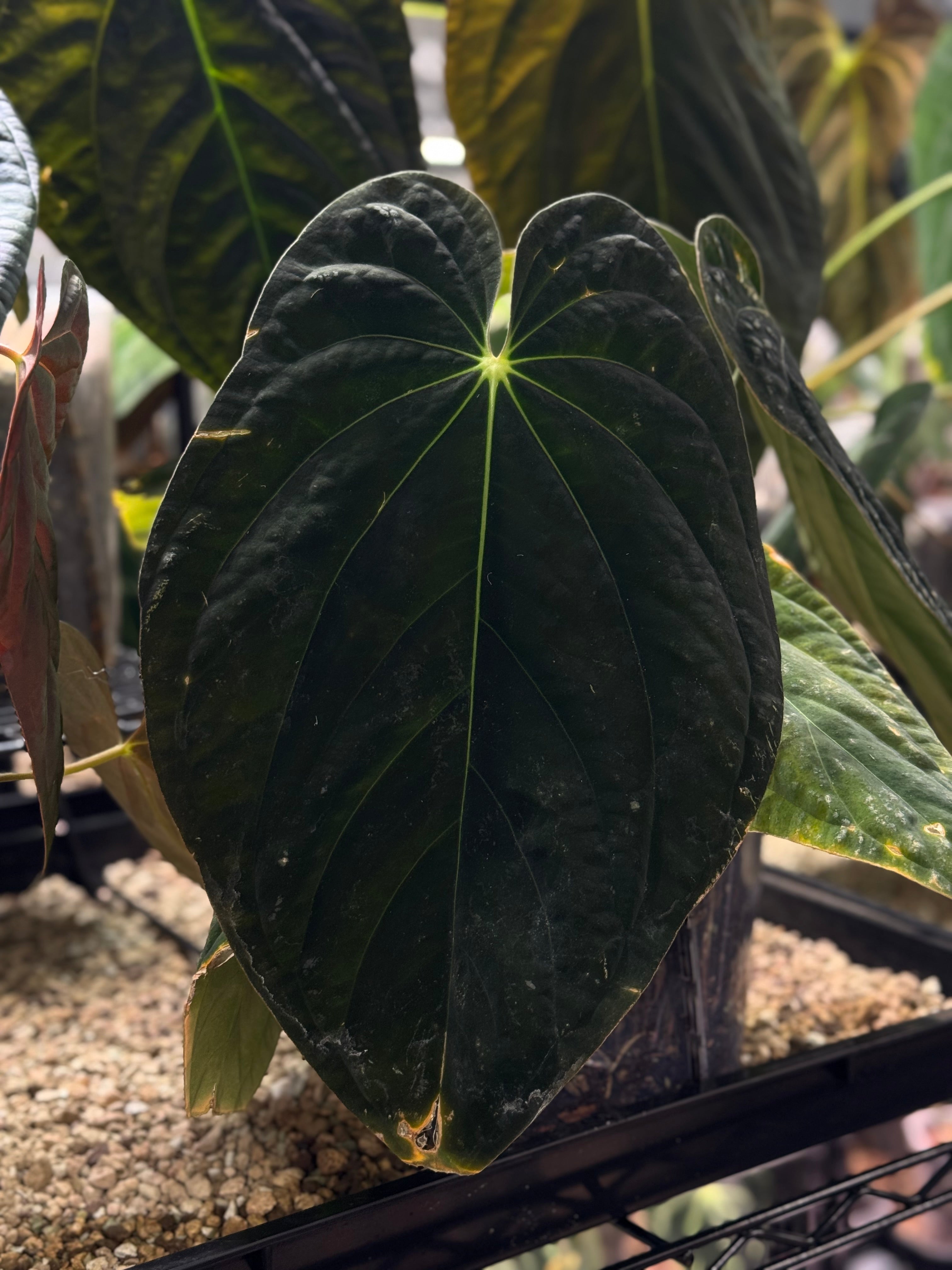 NFS: Anthurium Antolakii / BVEP RA1 (clone)