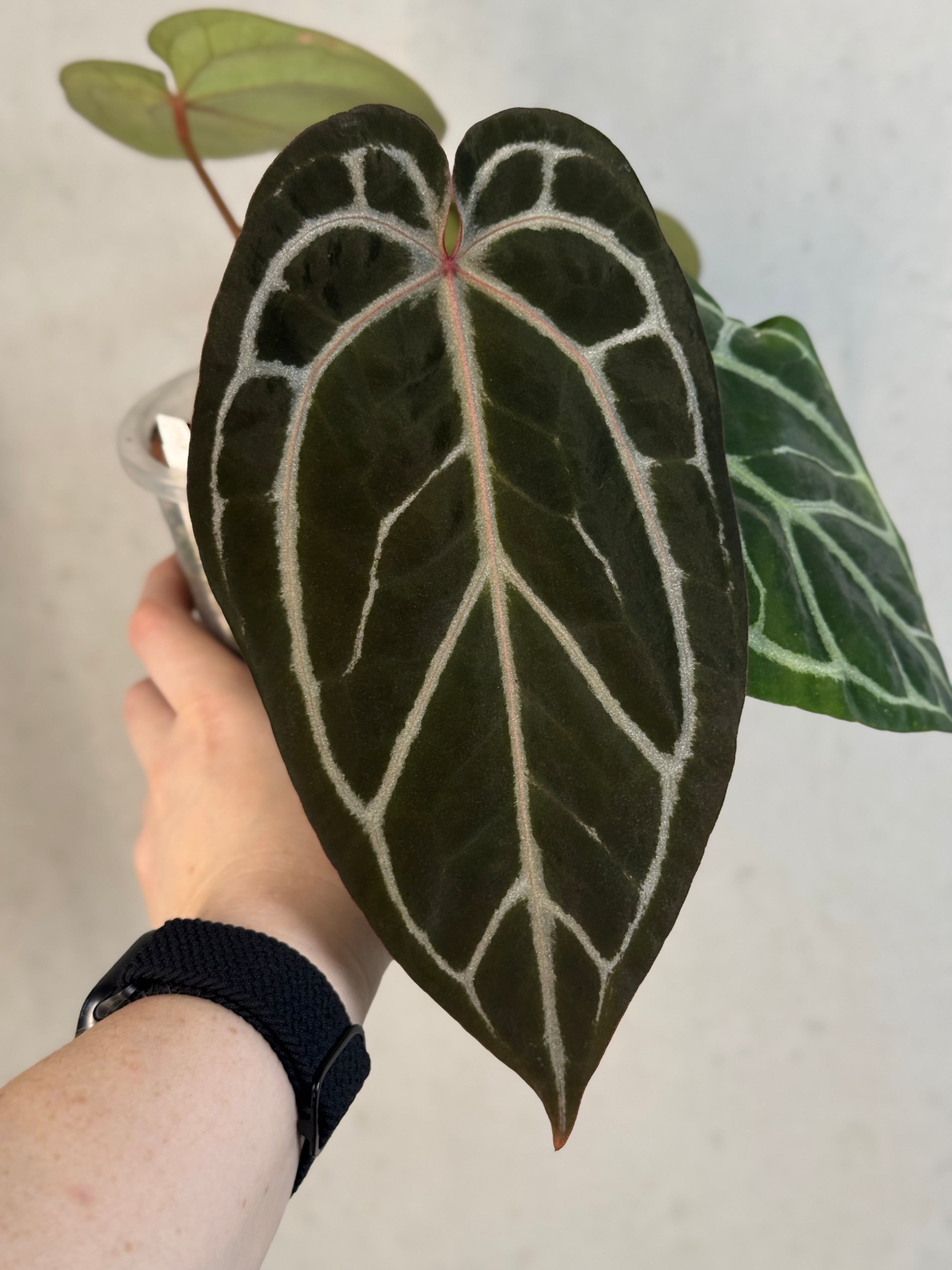 Anthurium Red Crystallinum x self