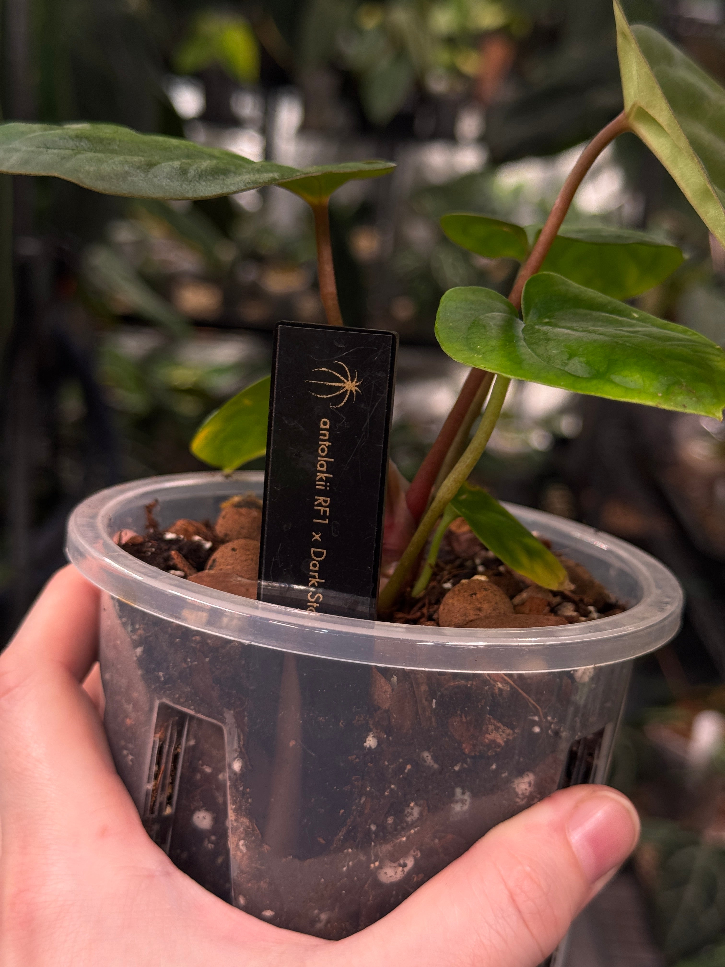 Anthurium Antolakii / BVEP RF1 x 'Dark Star'