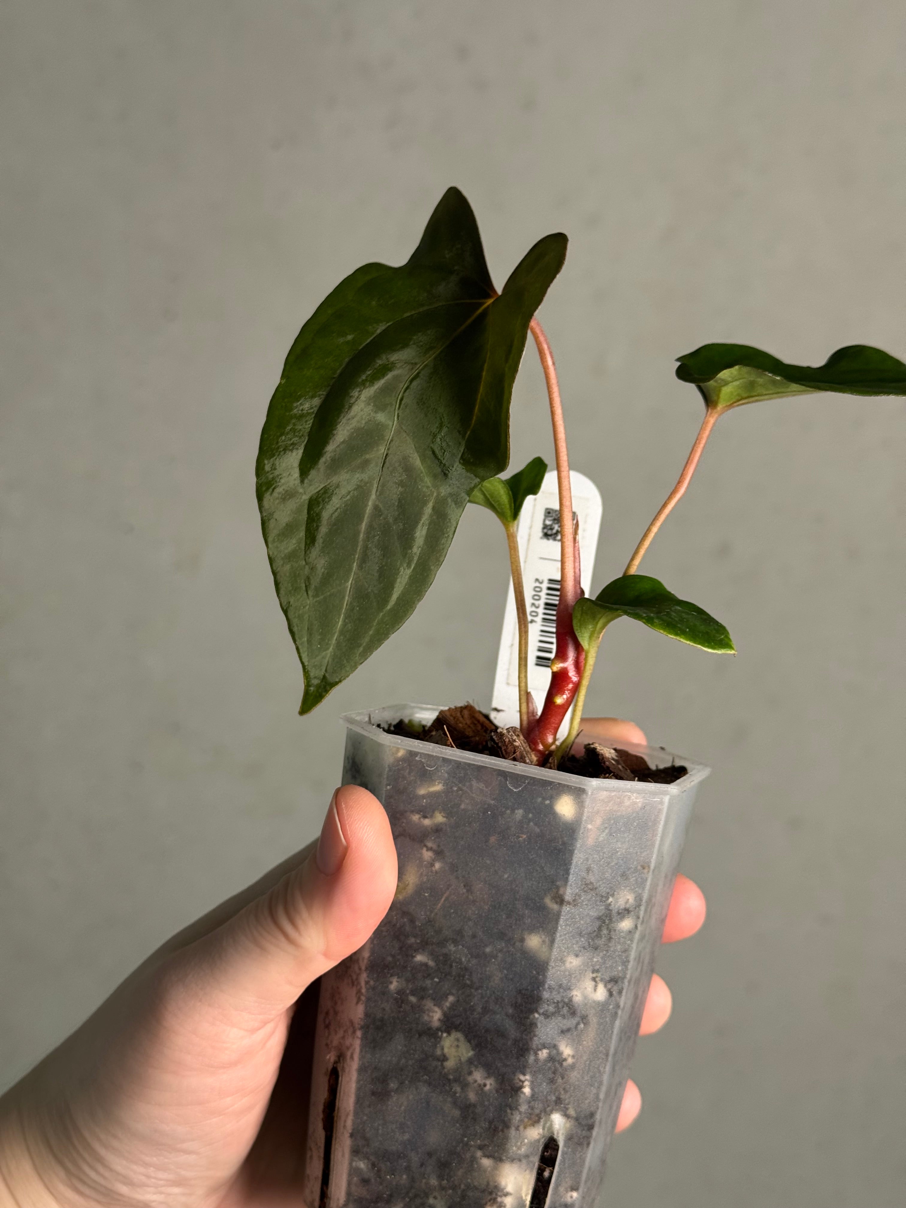 Anthurium Ralph Lynam x self - SMUKHI