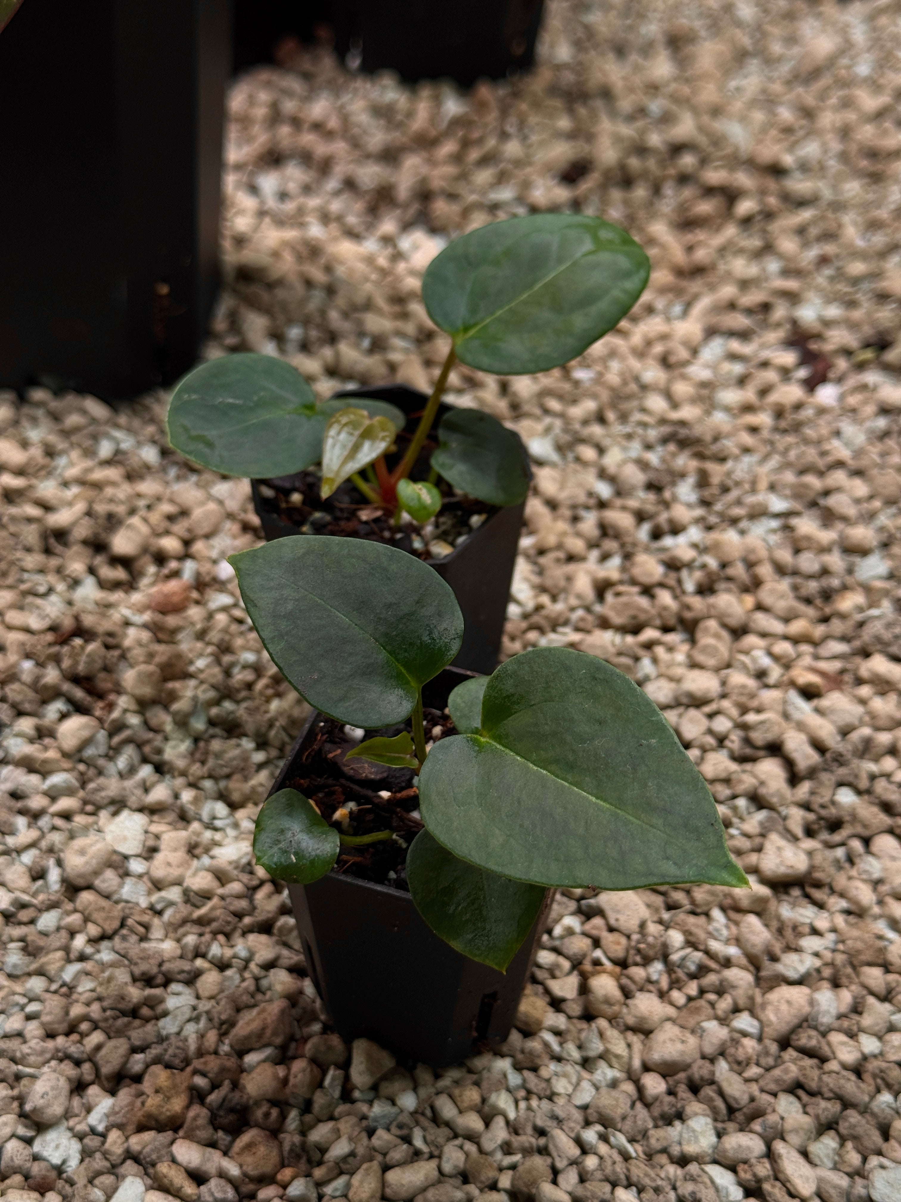 Anthurium Tim Anderson ‘Stripey’ x Portillae ‘Dorito’