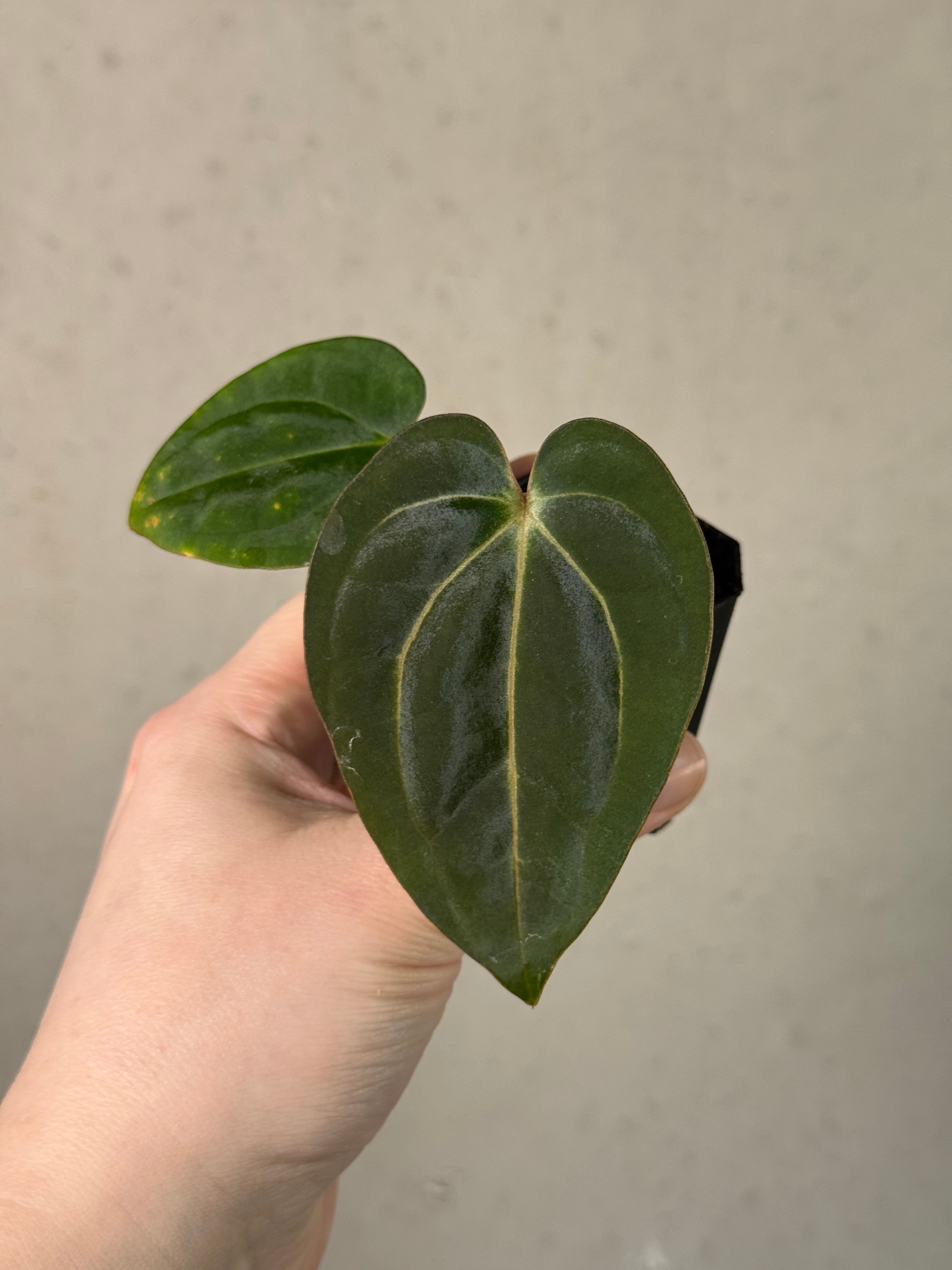 Anthurium (Dressleri x Carlablackiae) x Carlablackiae (RA5 x RA10)