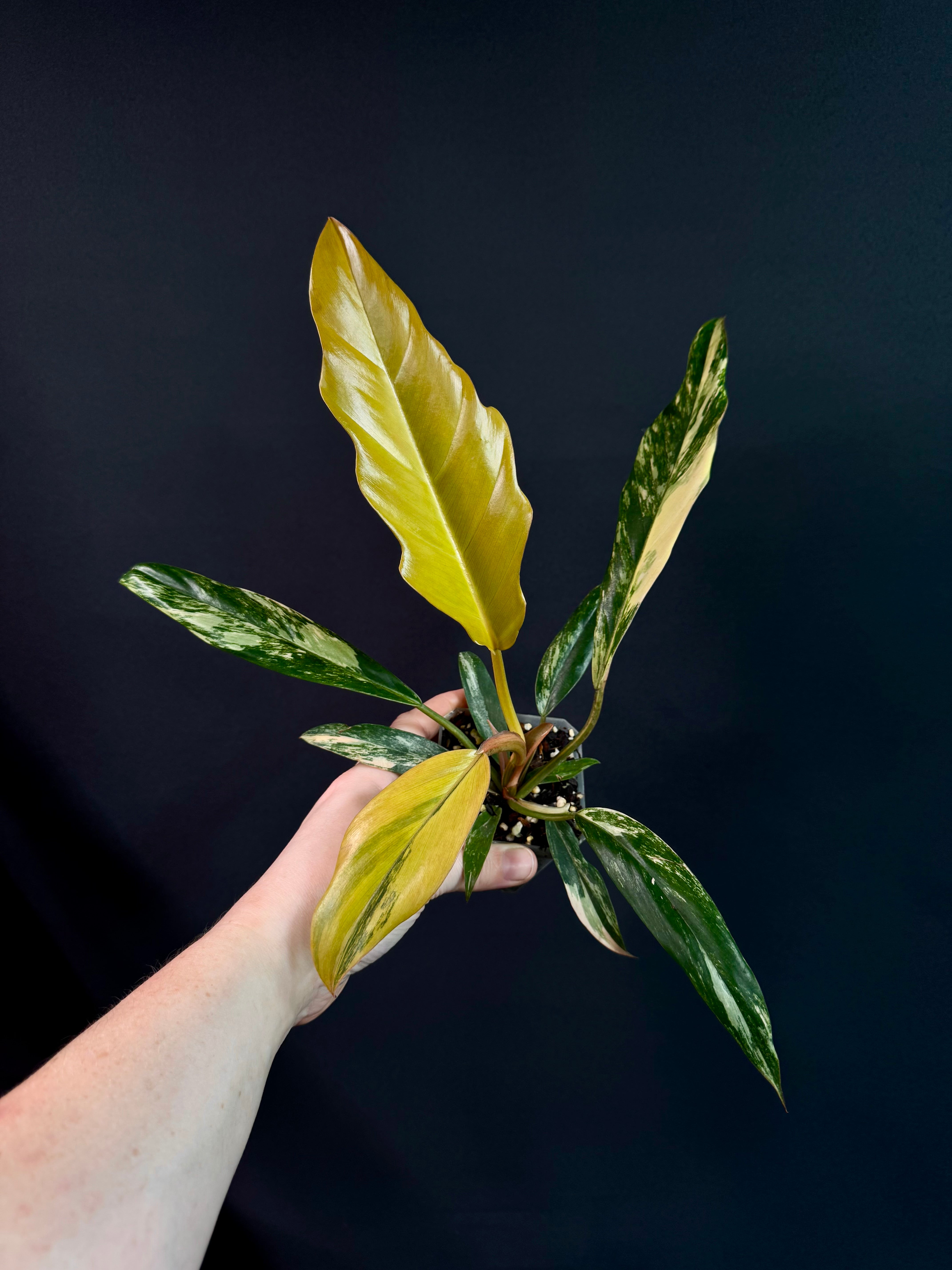 Philodendron Caramel Marble