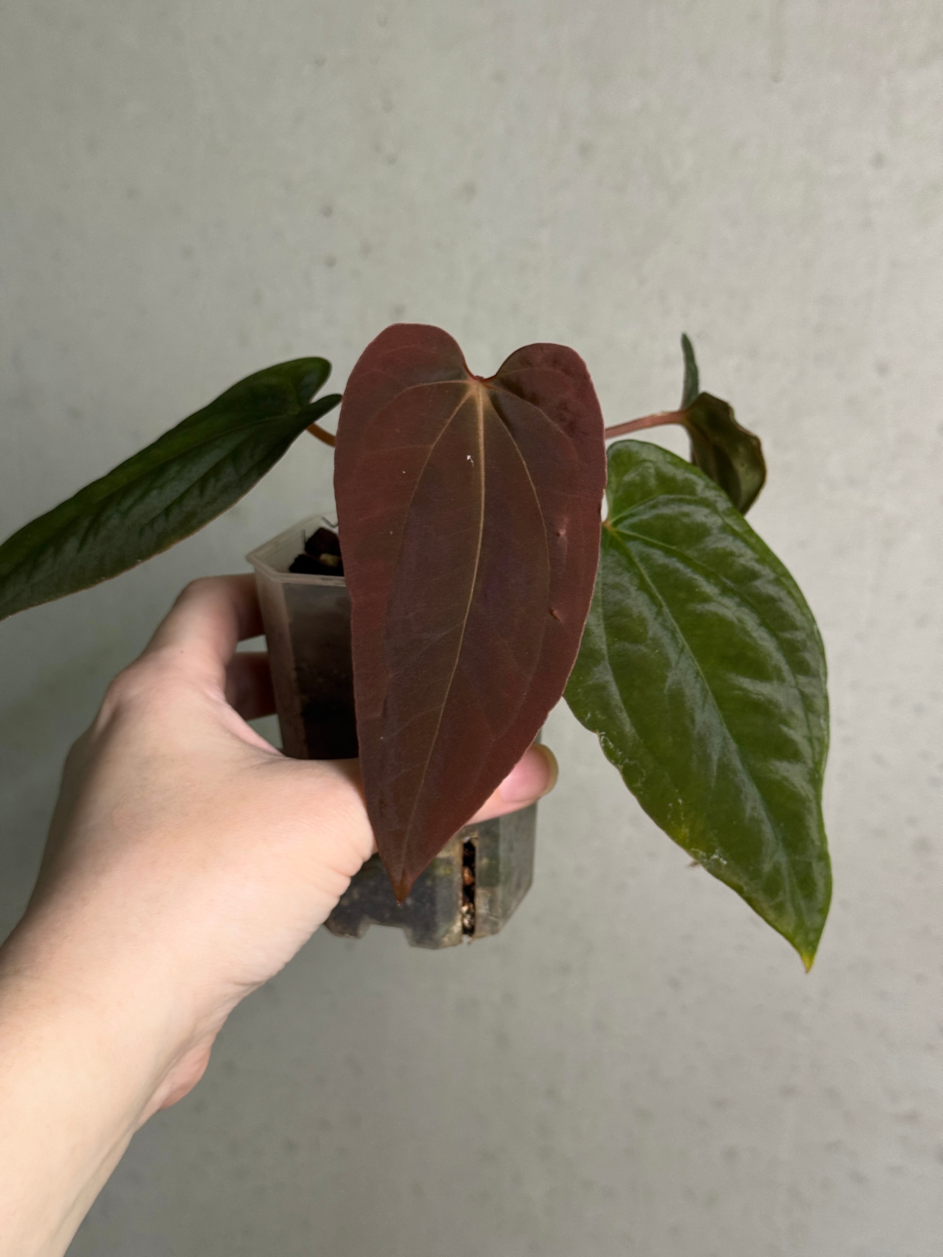 Anthurium (Papillilaminum RG x Eastern Dressleri) x BVEP
