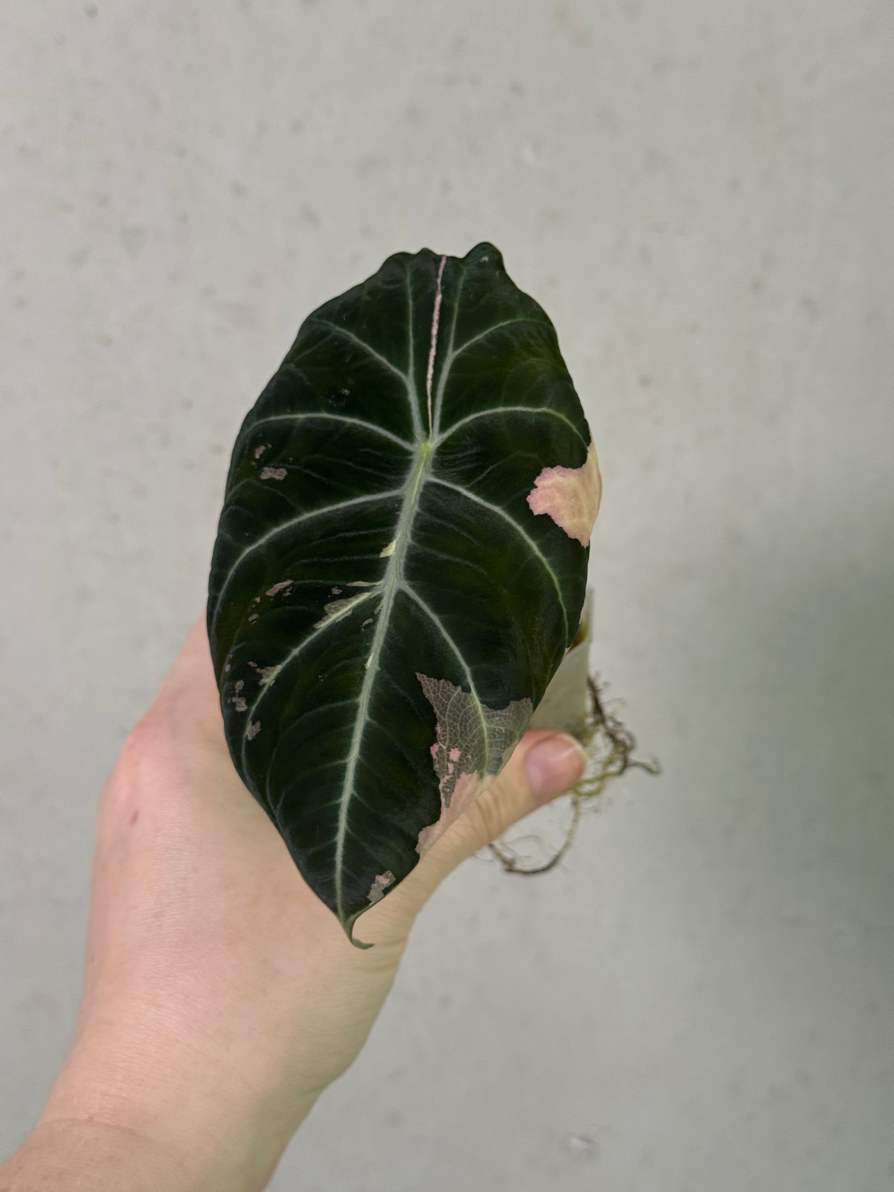 Alocasia Black Velvet Pink Variegata plant with dark velvety leaves and pink variegation, displayed in a decorative pot.