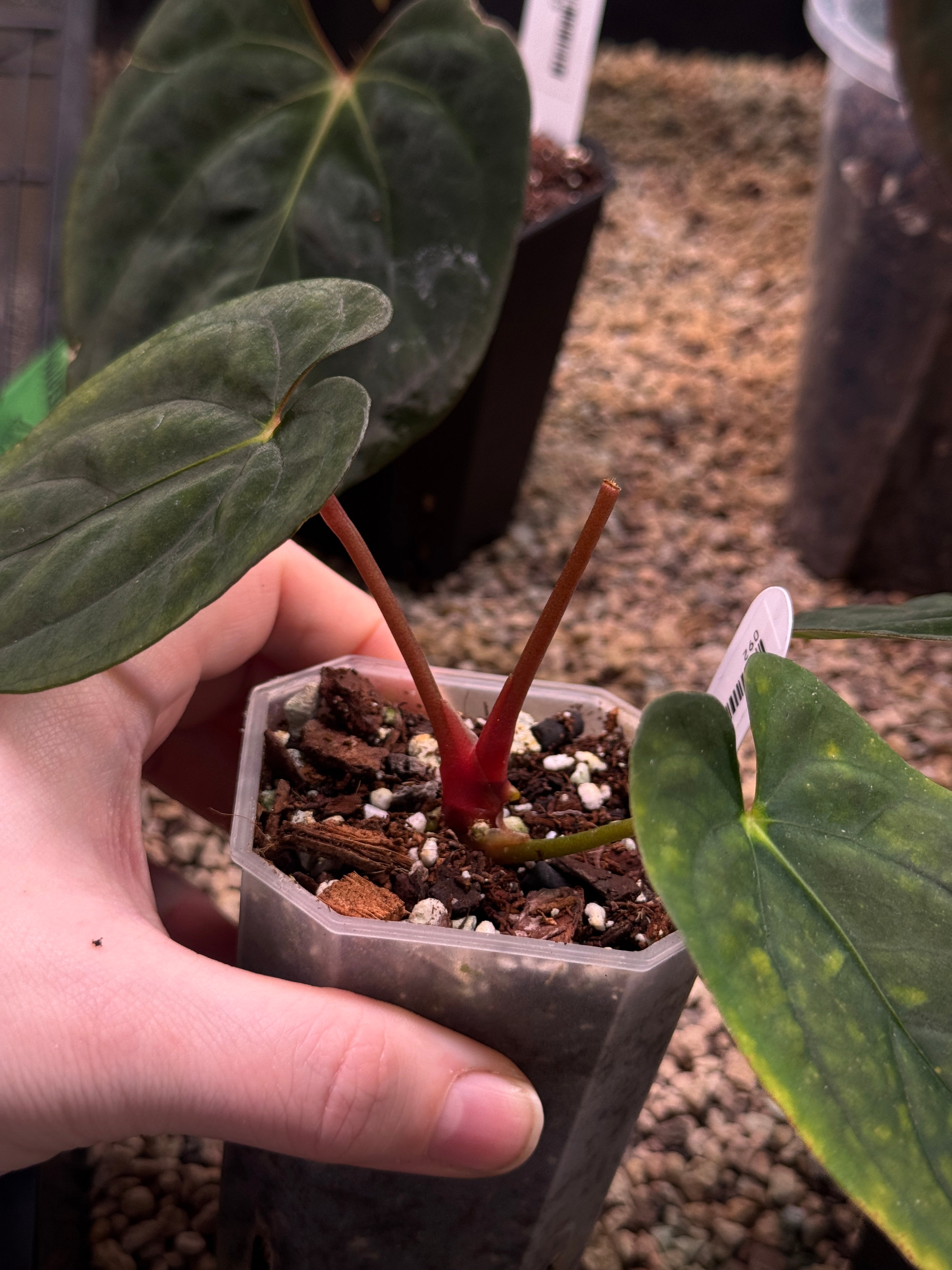 Anthurium RLxFS (JV)- Sad Plant