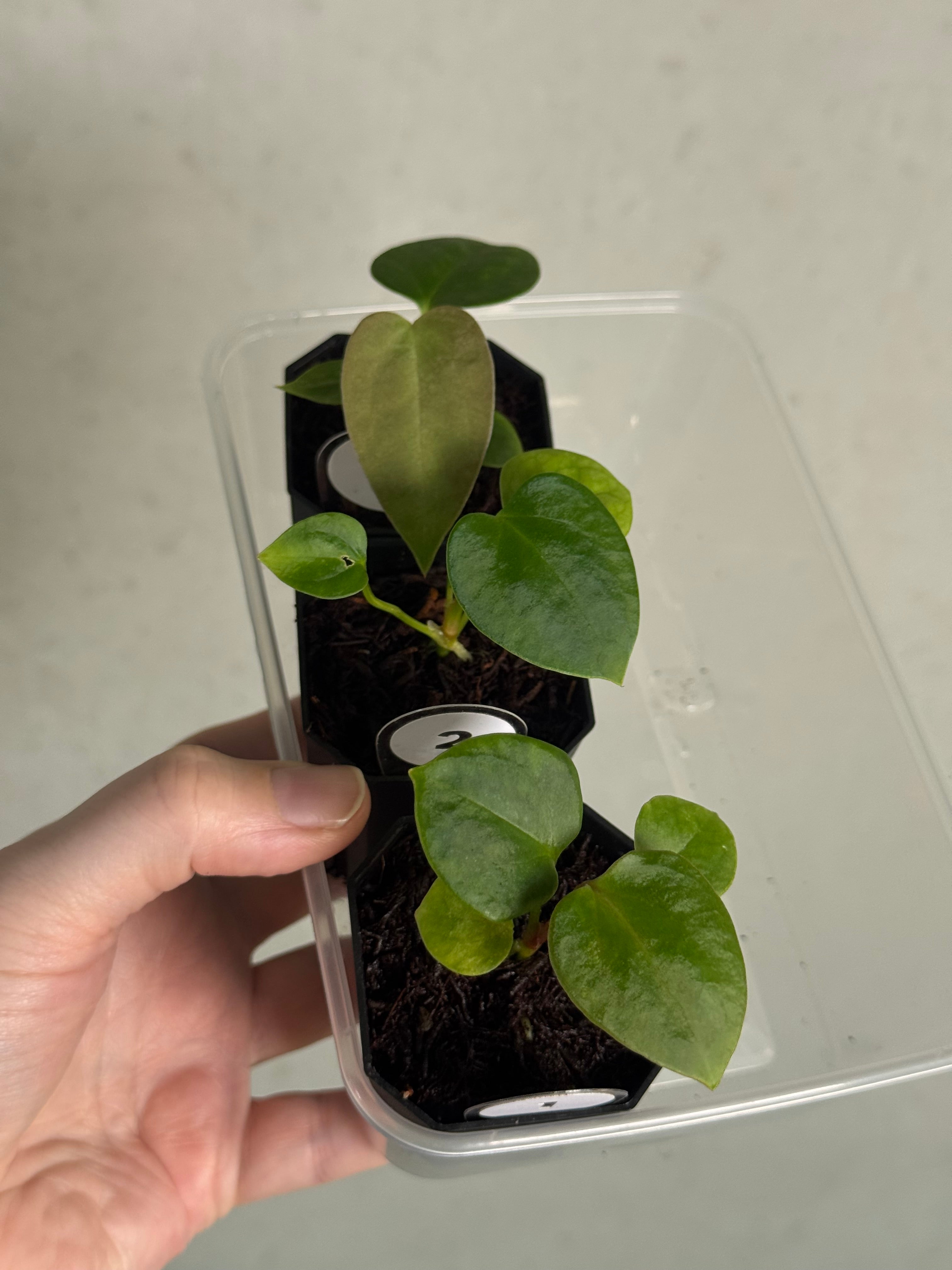 Anthurium Mr. Worldwide x sp. Nov DF - SMUKHI