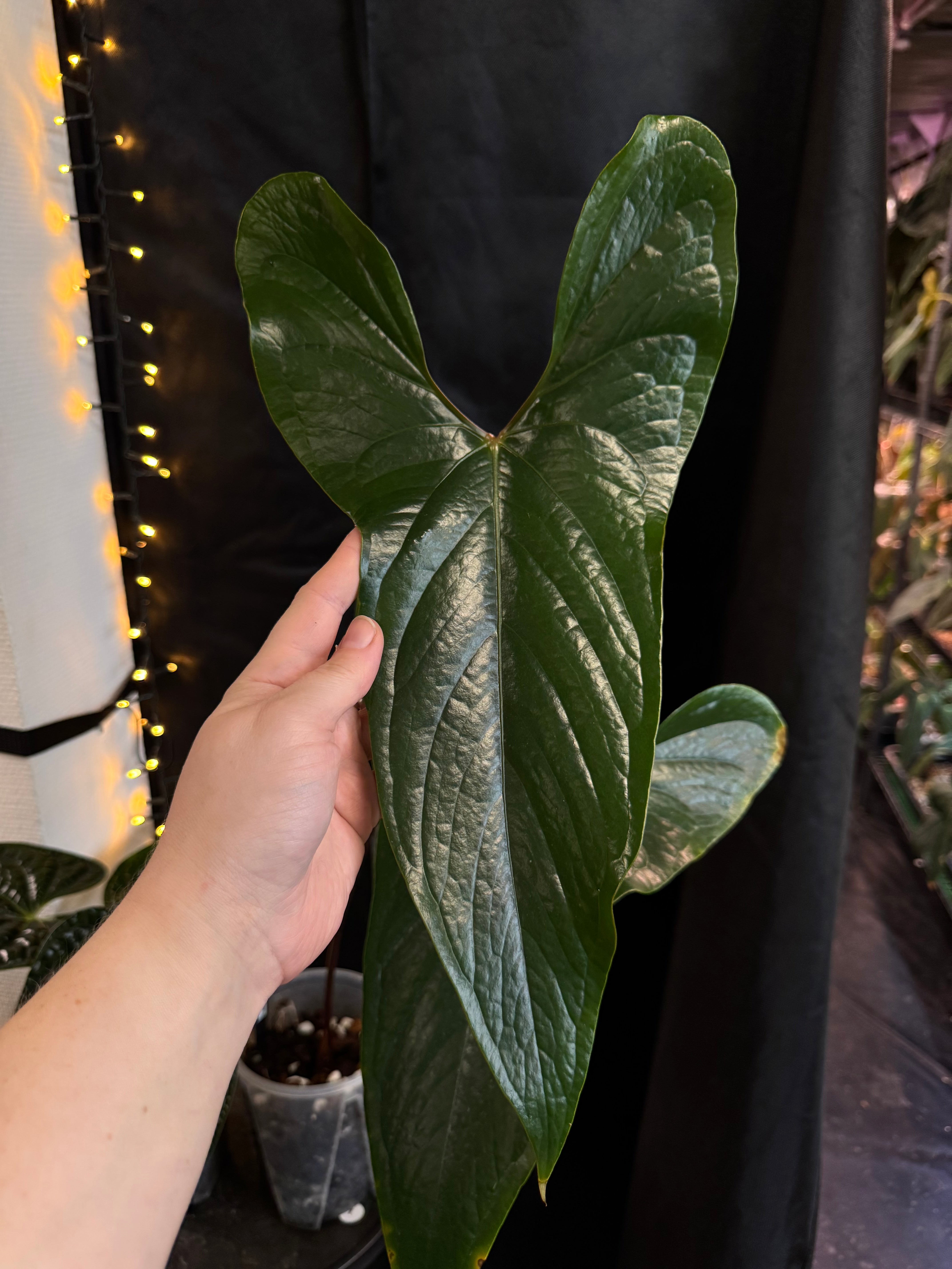 Anthurium sp. Napo (Nigrolaminum 'Gigi')