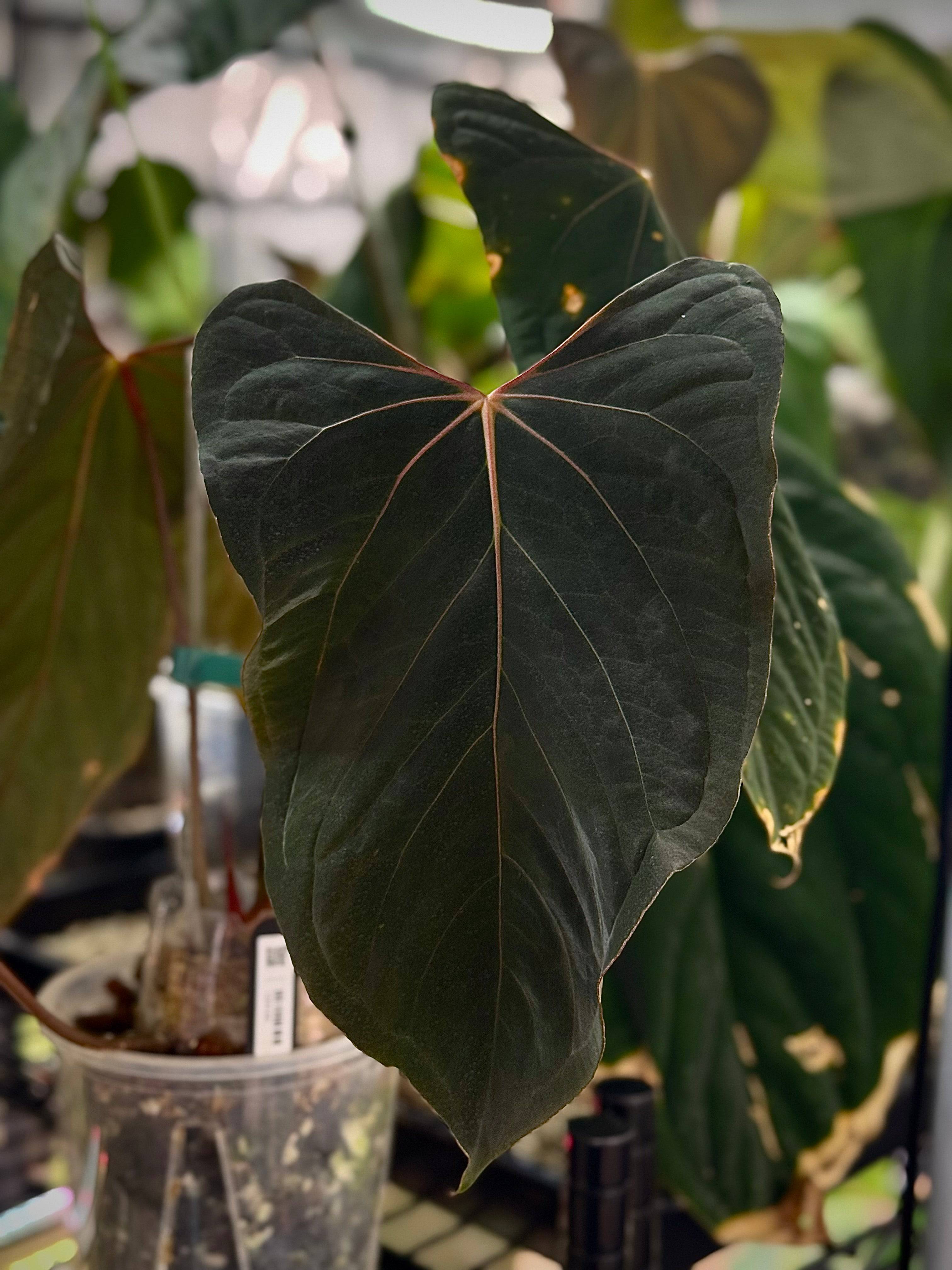 NFS: Anthurium (Ralph Lynam x Fort Sherman) x self - SMUKHI