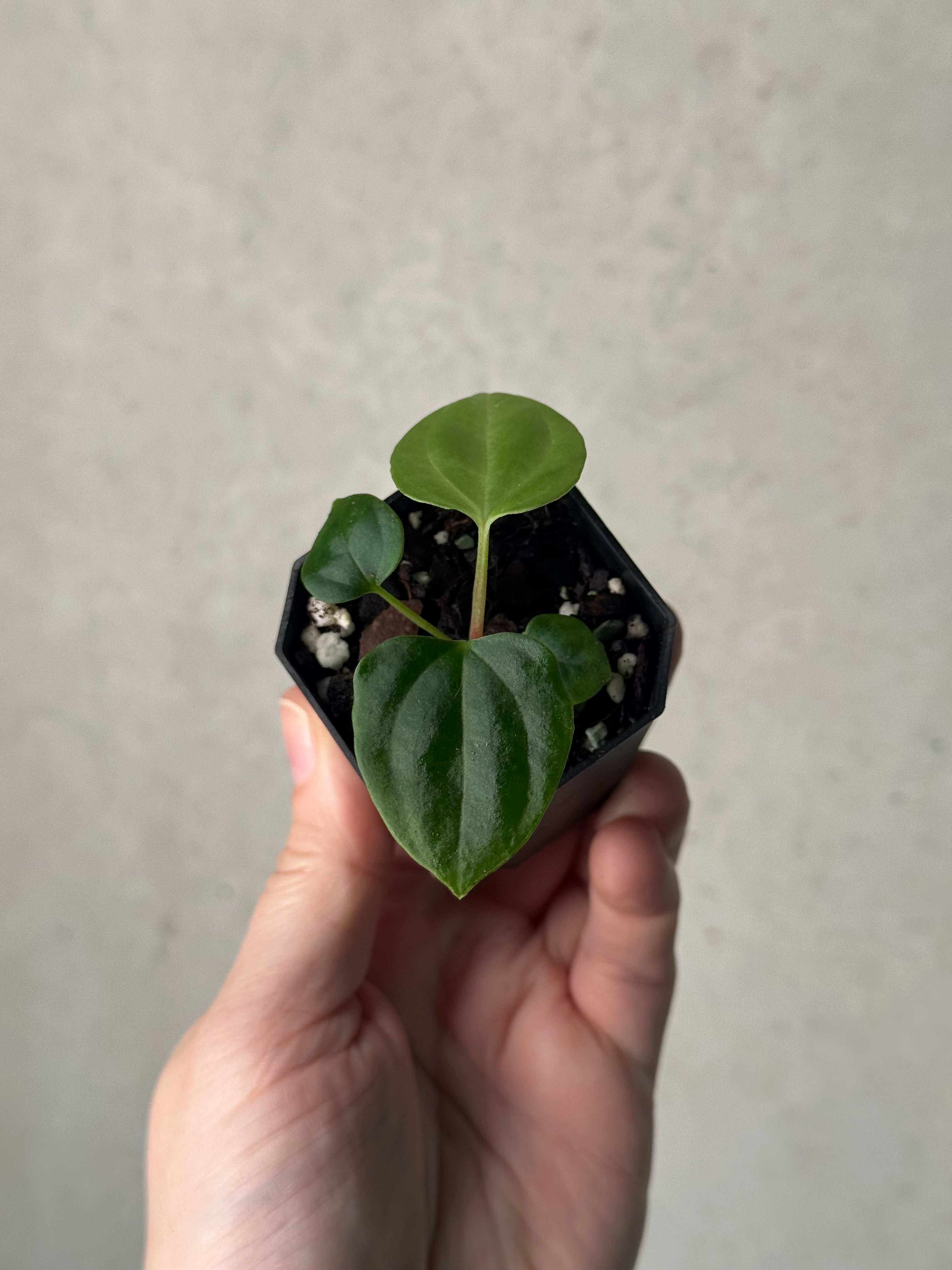 Anthurium BVEP ('Oliver' x self) x ('Round' x 'Felix')