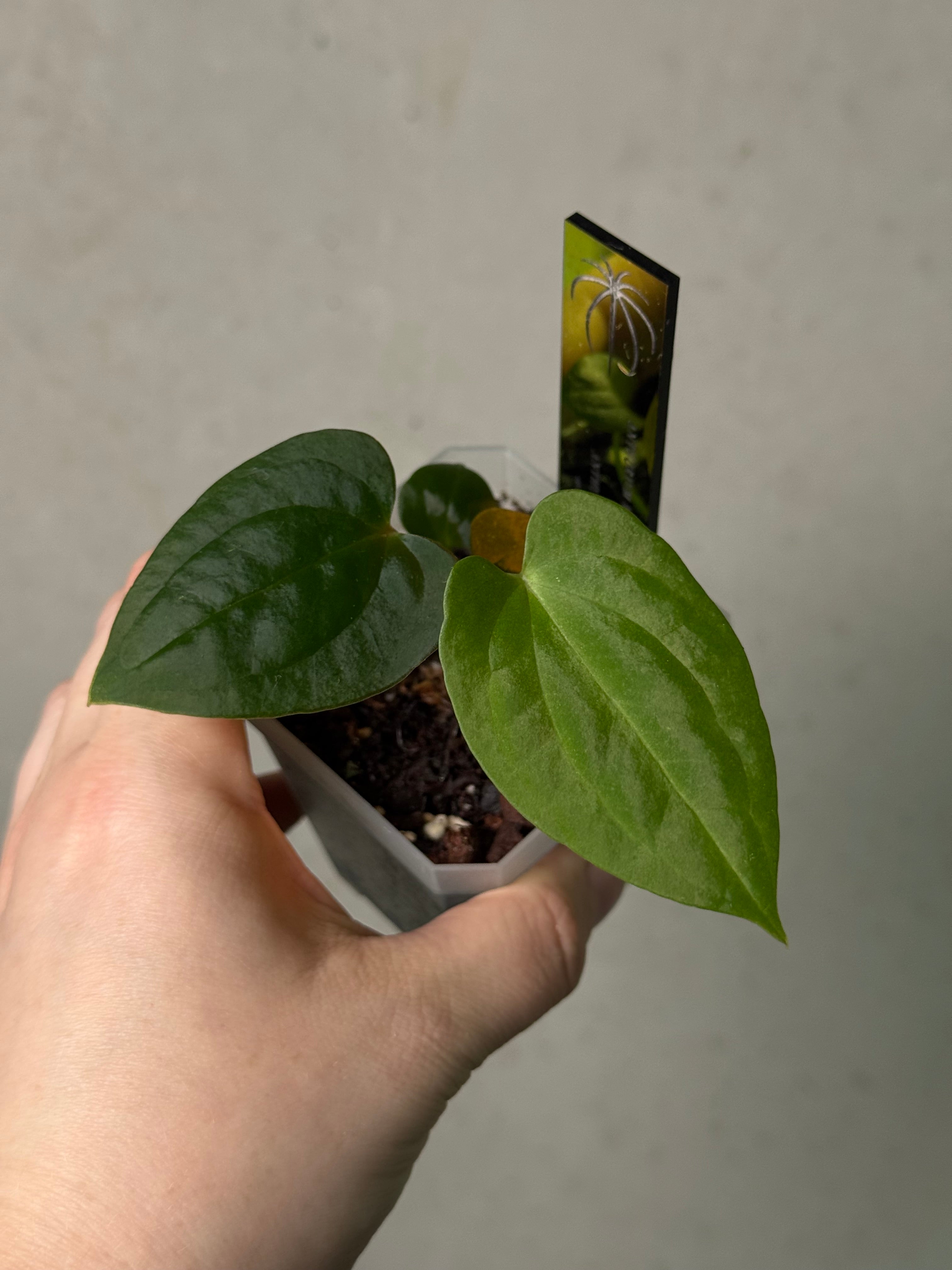 Anthurium Red Vein Dark Phoenix x BVEP RA1