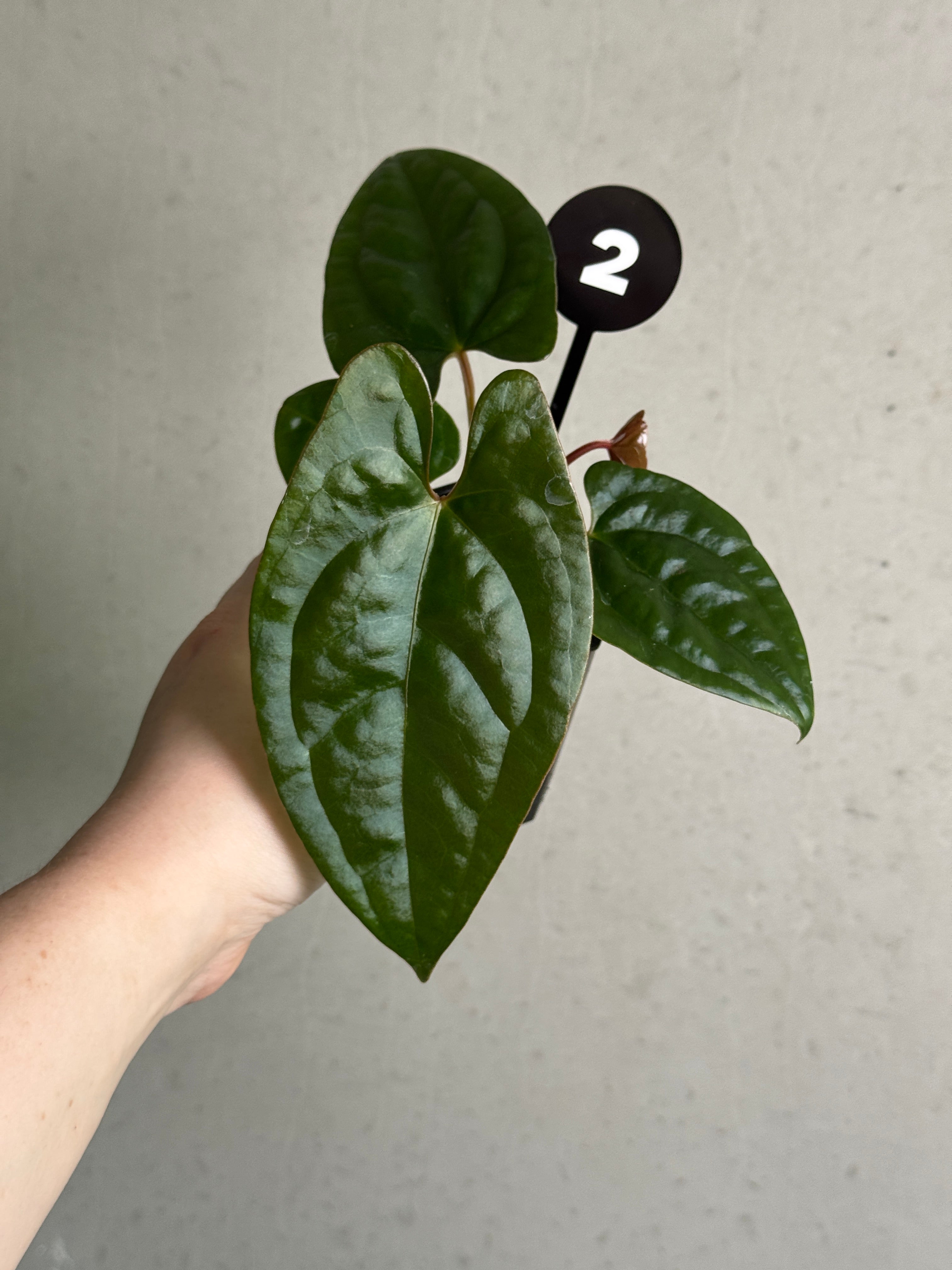 Dark Phoenix and Goliath hybrid Anthurium plant with lush green leaves and vibrant dark red spathes, cultivated by SMUKHI.