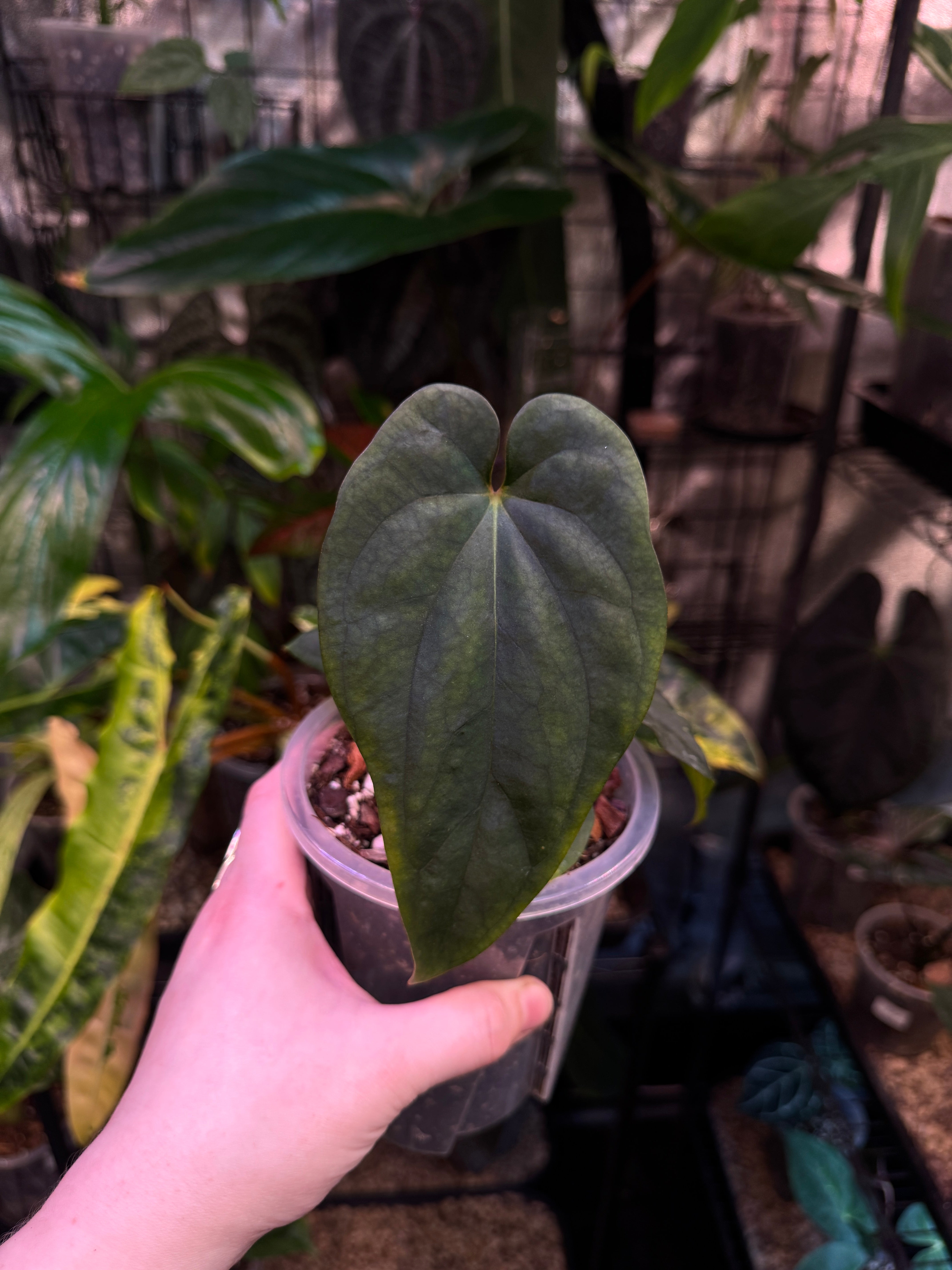 Anthurium Antolakii / BVEP (Round x Felix) x Felix